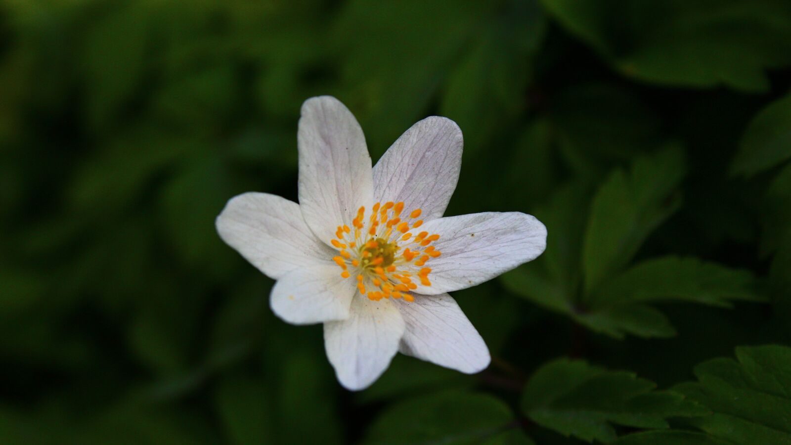 Canon EOS 1300D (EOS Rebel T6 / EOS Kiss X80) sample photo. Flower, spring, nature photography