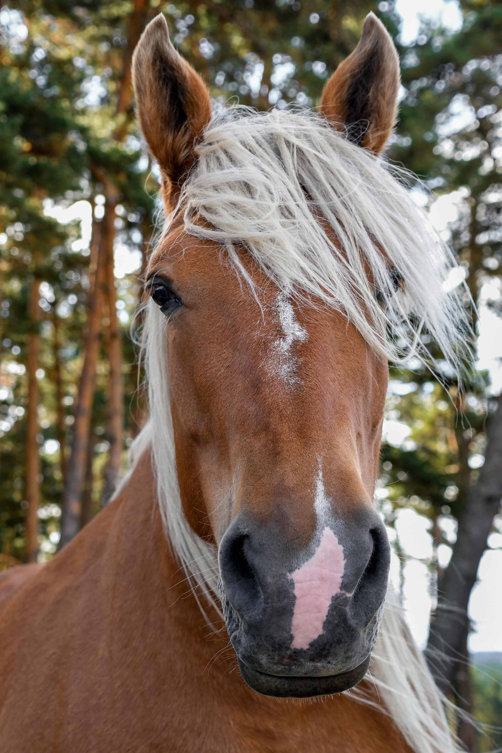 Nikon D500 sample photo. Animal, horse, nature, portrait photography