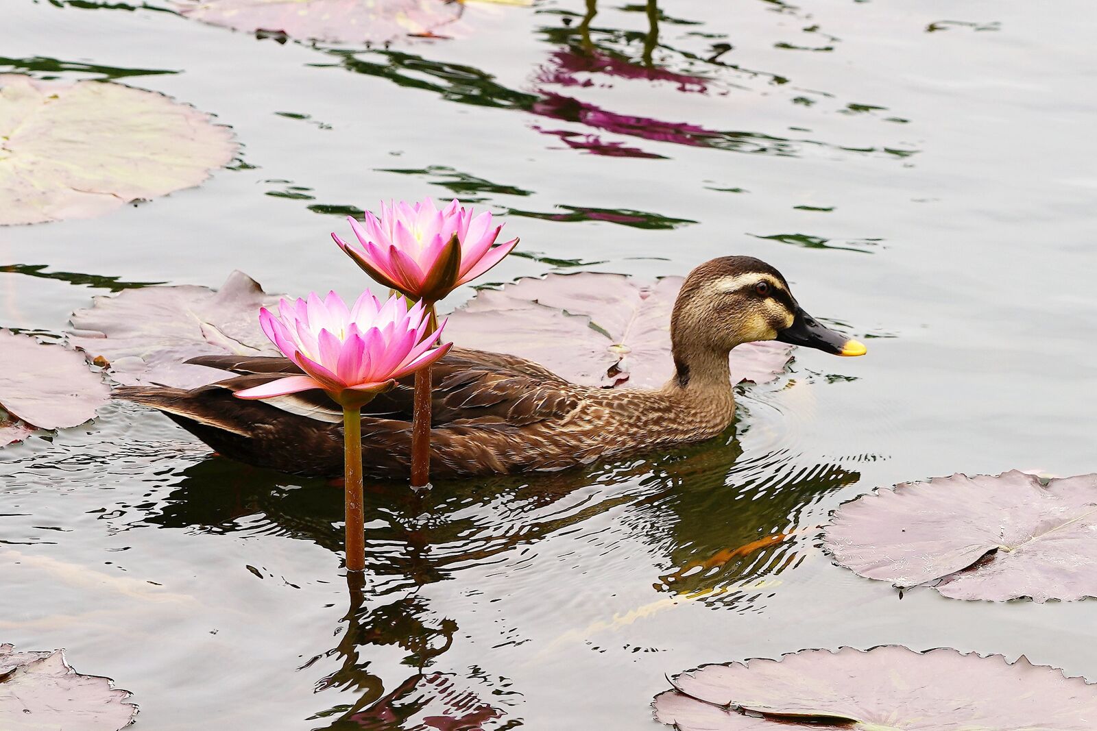 Sony a7R III + Sony FE 90mm F2.8 Macro G OSS sample photo. Duck, flower, insects photography