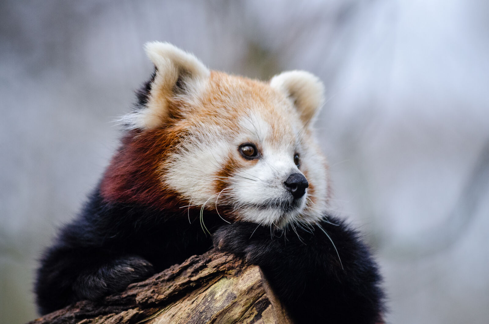 AF Zoom-Nikkor 80-200mm f/2.8 ED sample photo