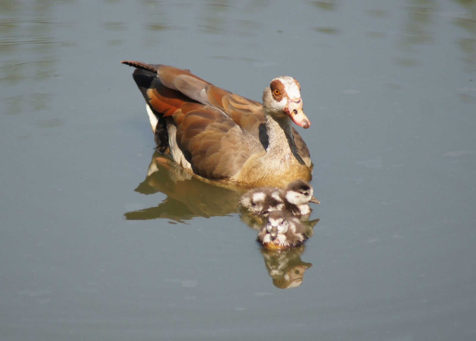 Sony SLT-A55 (SLT-A55V) sample photo. Duck, ducklings, pond photography