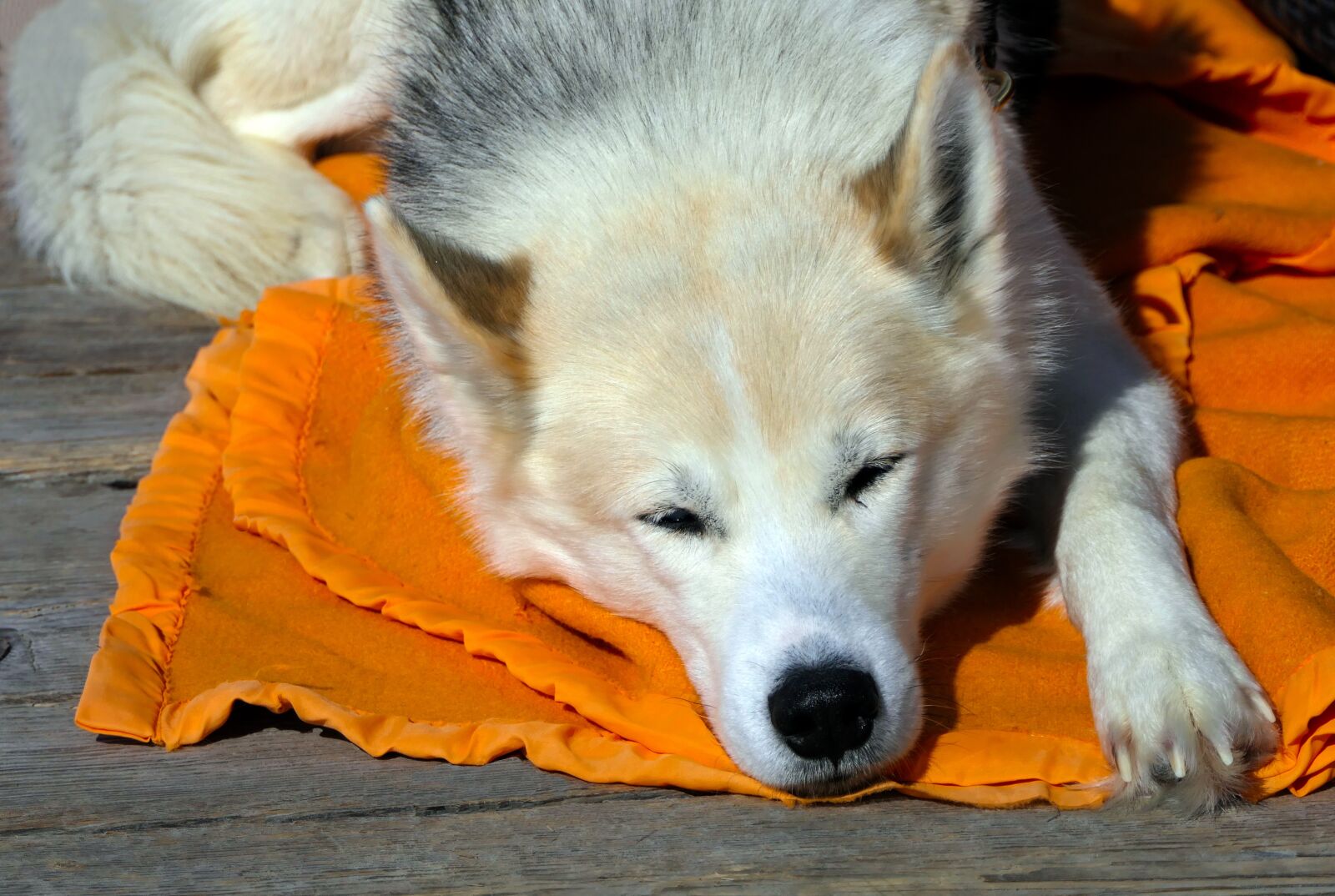 Panasonic Lumix DMC-FZ2500 (Lumix DMC-FZ2000) sample photo. Dog, berger, white photography