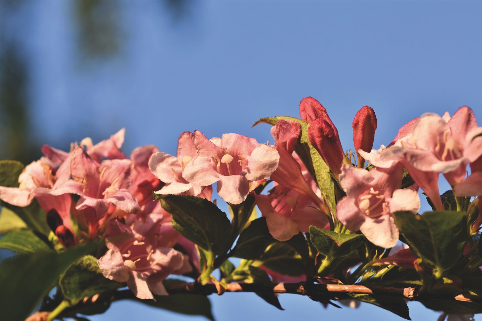 Nikon D7200 sample photo. Weigelien, geissblattgewaechs, ornamental shrub photography