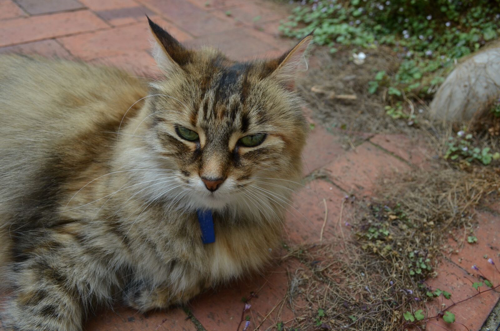 Nikon D5100 sample photo. Mammal, feline, cat photography
