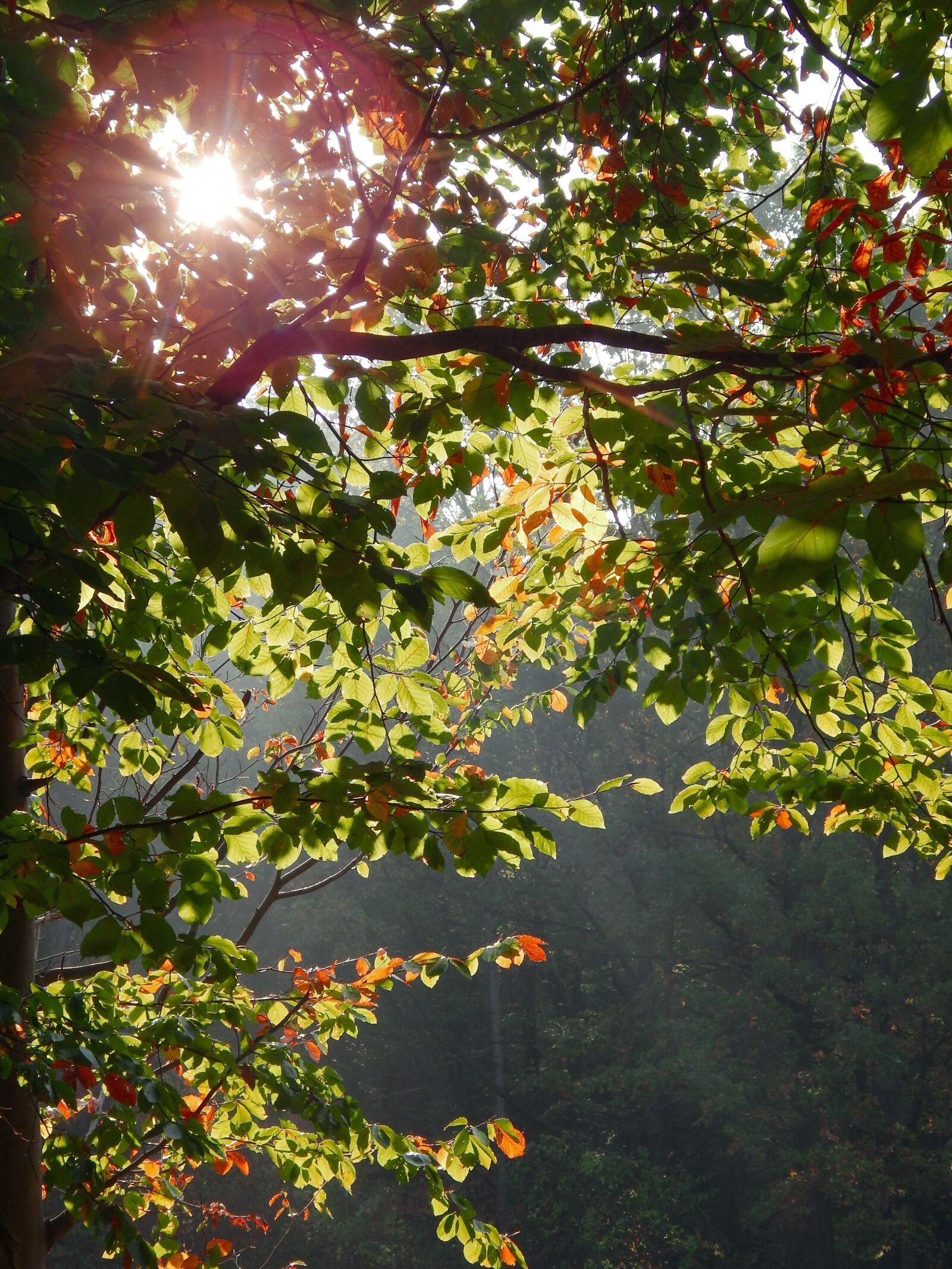 Nikon Coolpix L820 sample photo. Forest, autumn, leaves photography