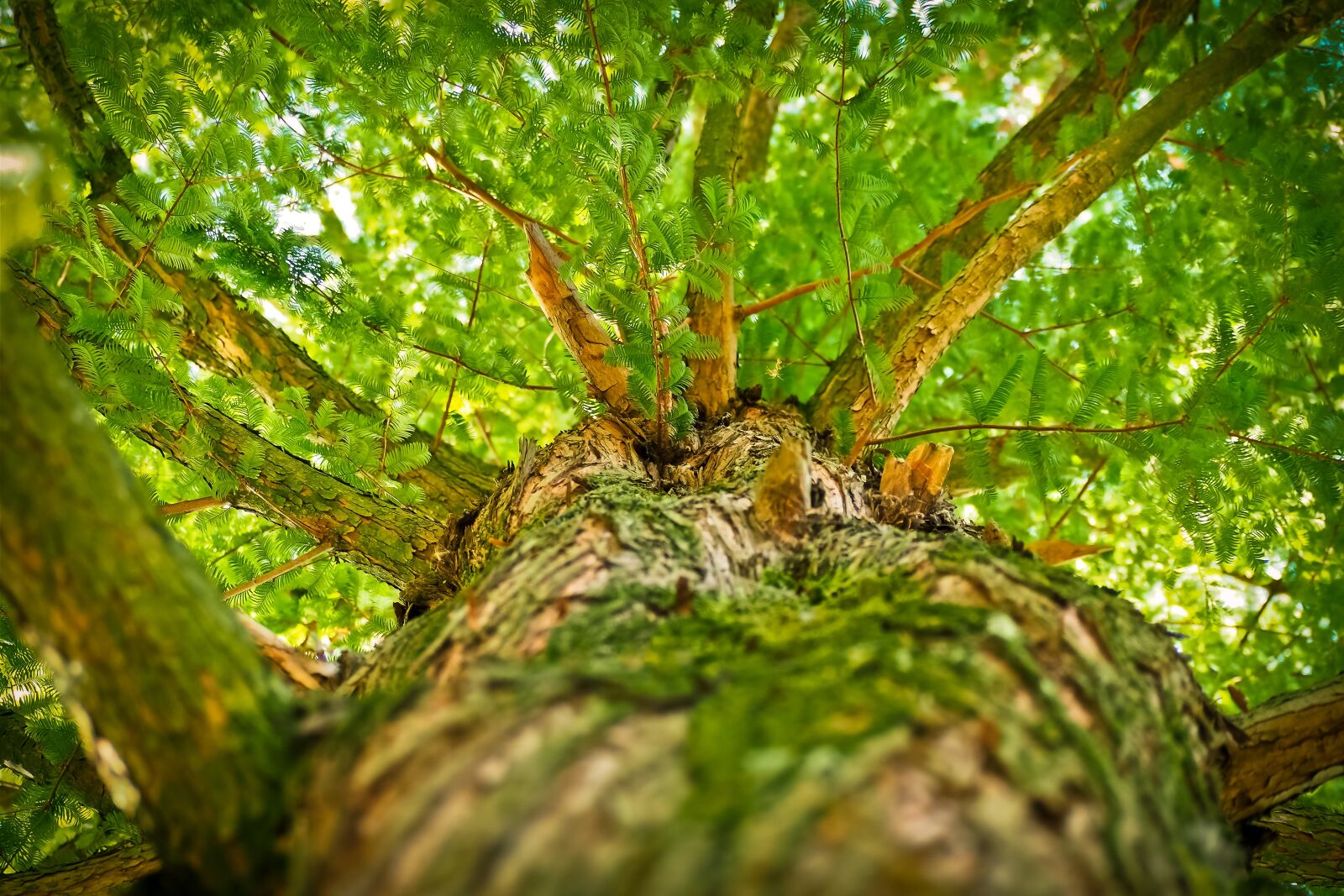 Olympus OM-D E-M10 sample photo. Tree, aesthetic, branches photography
