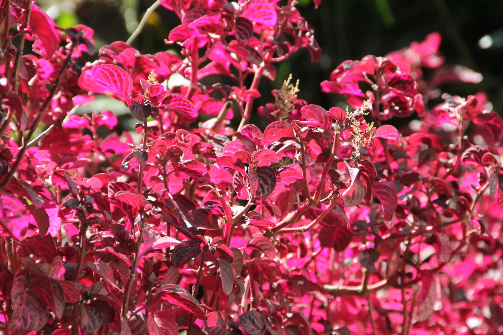 Canon EOS 60D sample photo. Flower, blossom, bloom photography