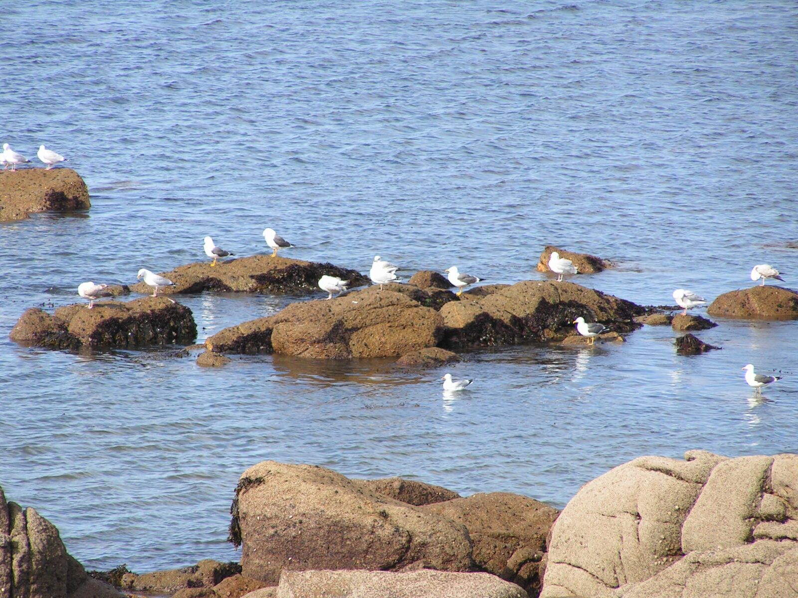 KONICA MINOLTA DiMAGE Z2 sample photo. Sea, seagull photography