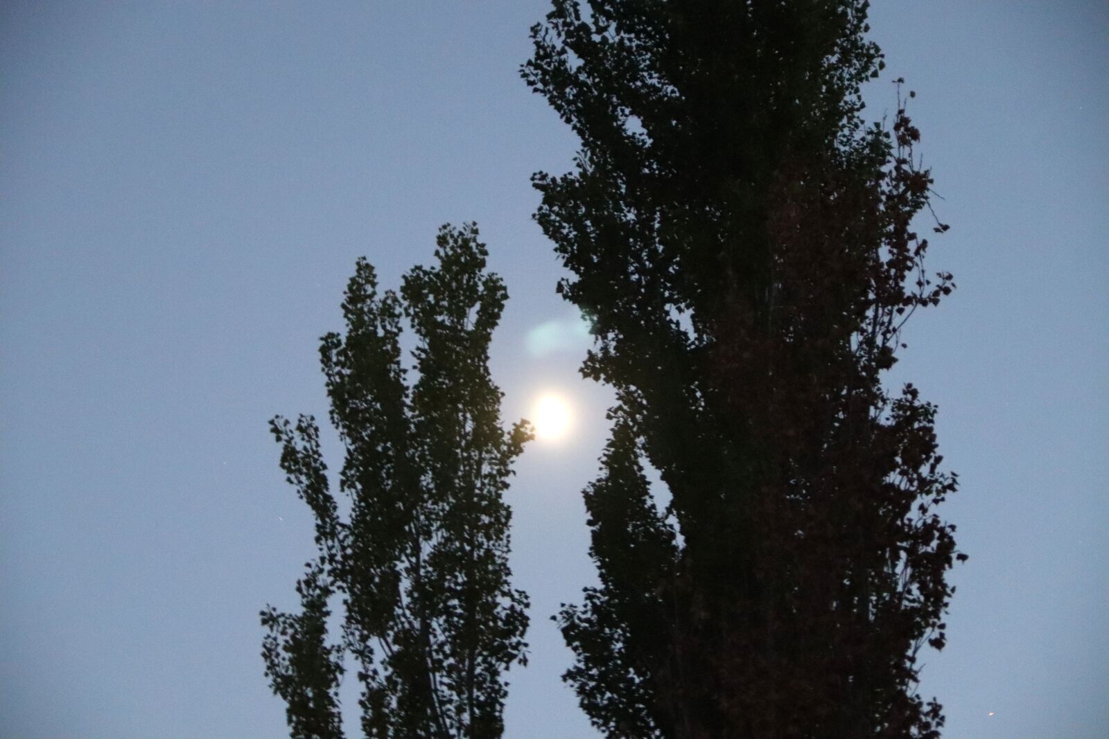 Canon EF-S 18-135mm F3.5-5.6 IS sample photo. Moon, trees, forest photography