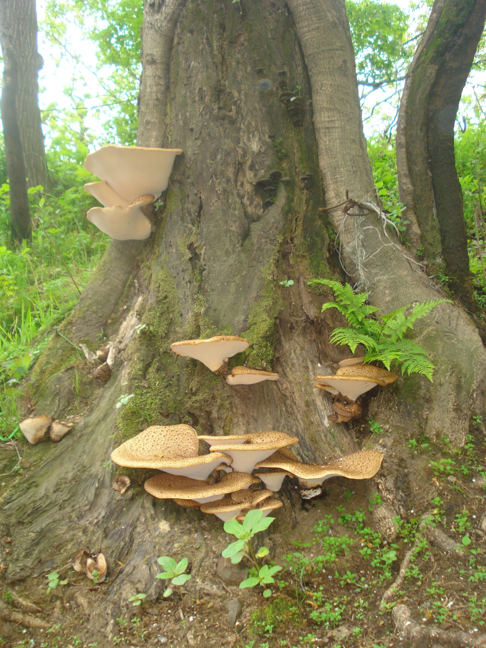 Sony DSC-W55 sample photo. грибы, дерево, осень photography