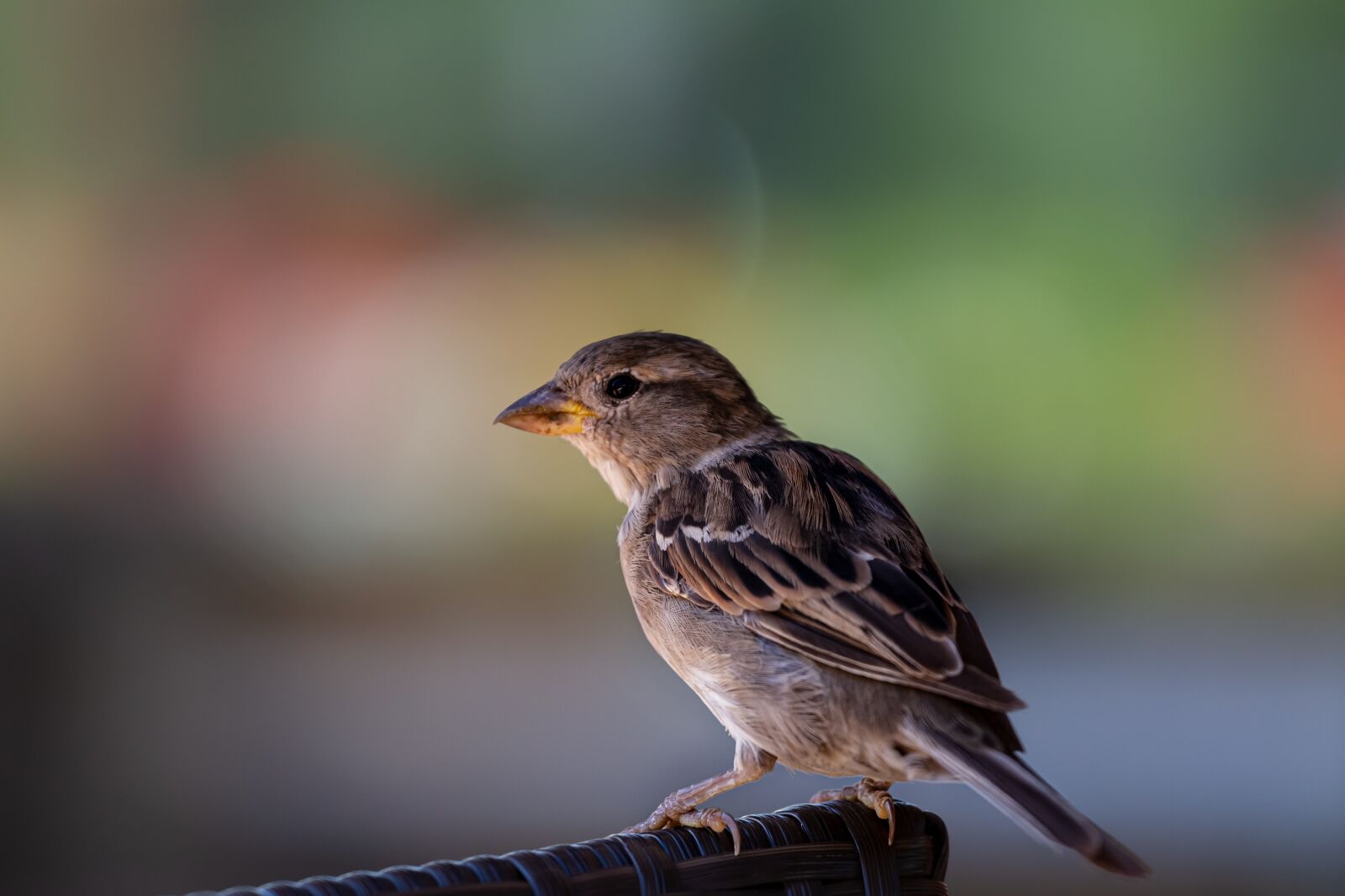 Canon EOS 7D sample photo. Bird, close up, animal photography