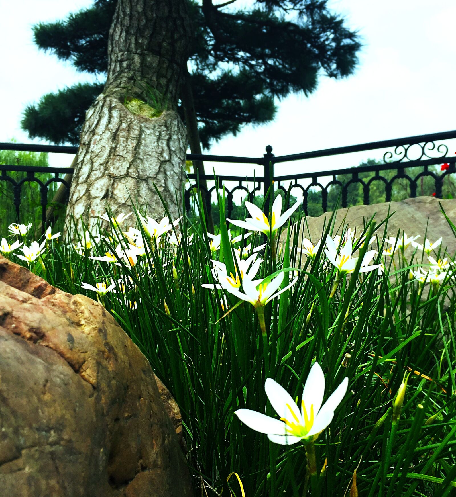 Apple iPhone 6 sample photo. The scenery, flowers, orange photography