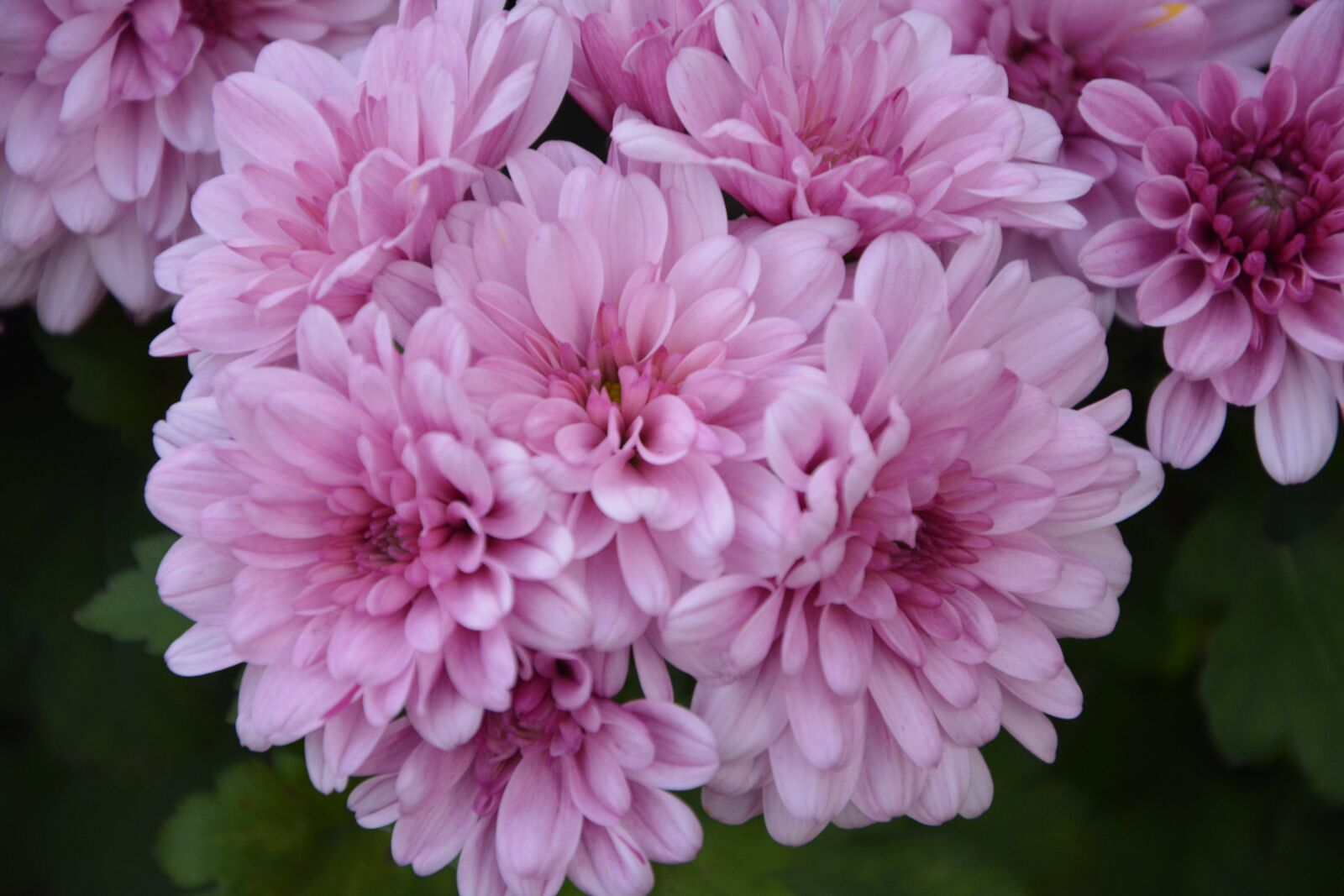 Nikon D5200 sample photo. Flowers, chrysanthemums roses, petals photography