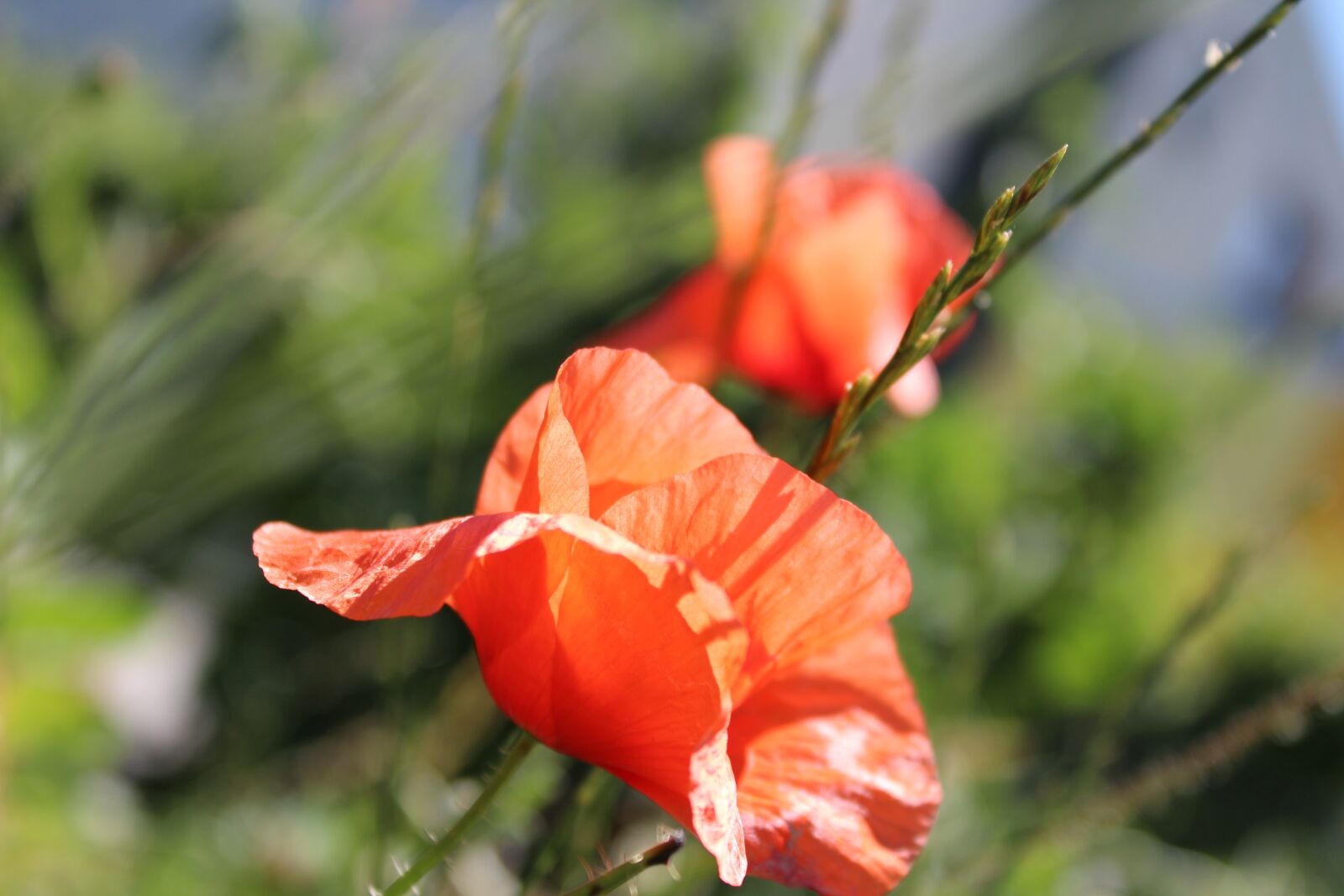 Canon EOS 1300D (EOS Rebel T6 / EOS Kiss X80) sample photo. Poppy, meadow, flower photography