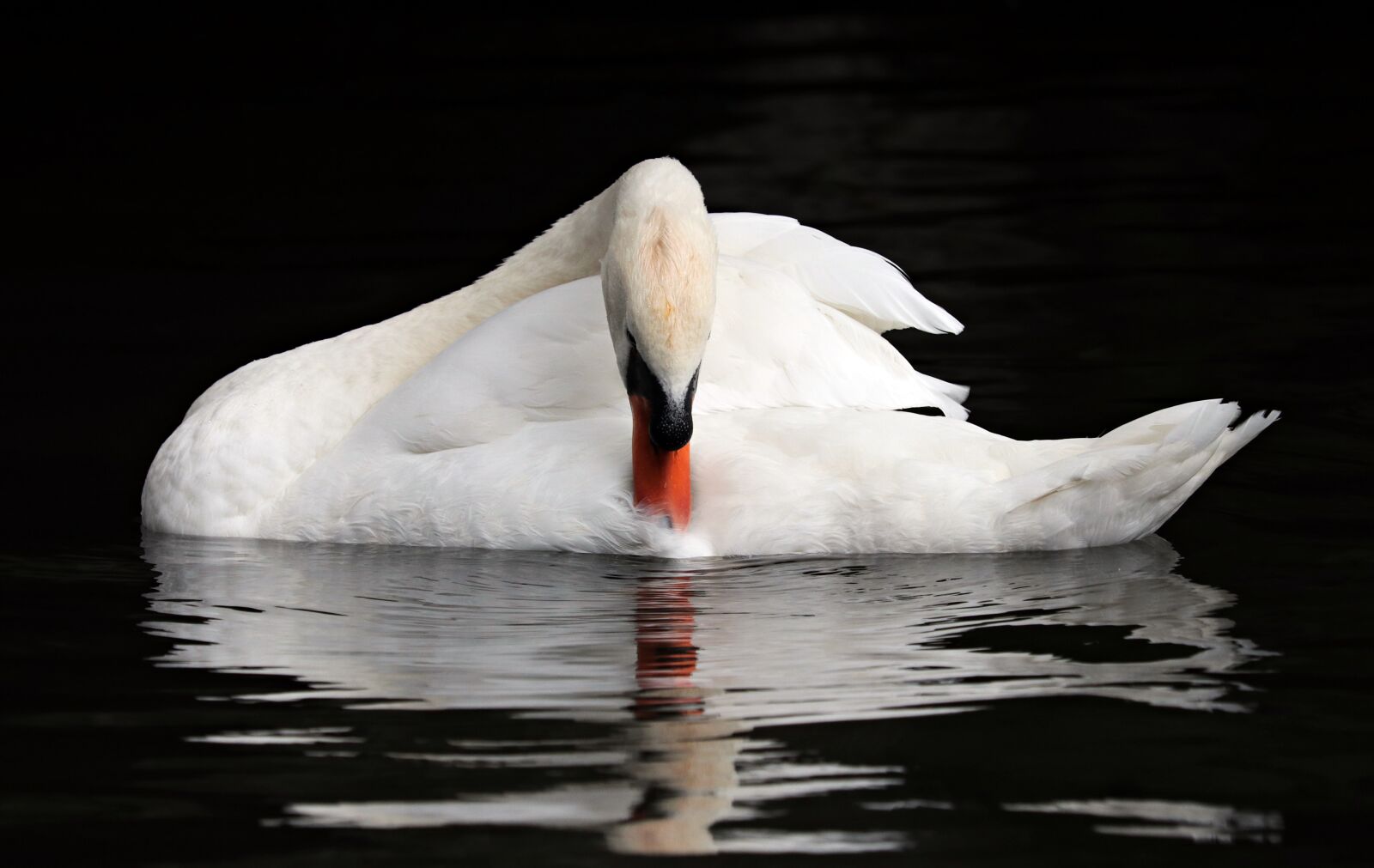 Canon EOS 80D sample photo. Belgium, bruges, swan photography