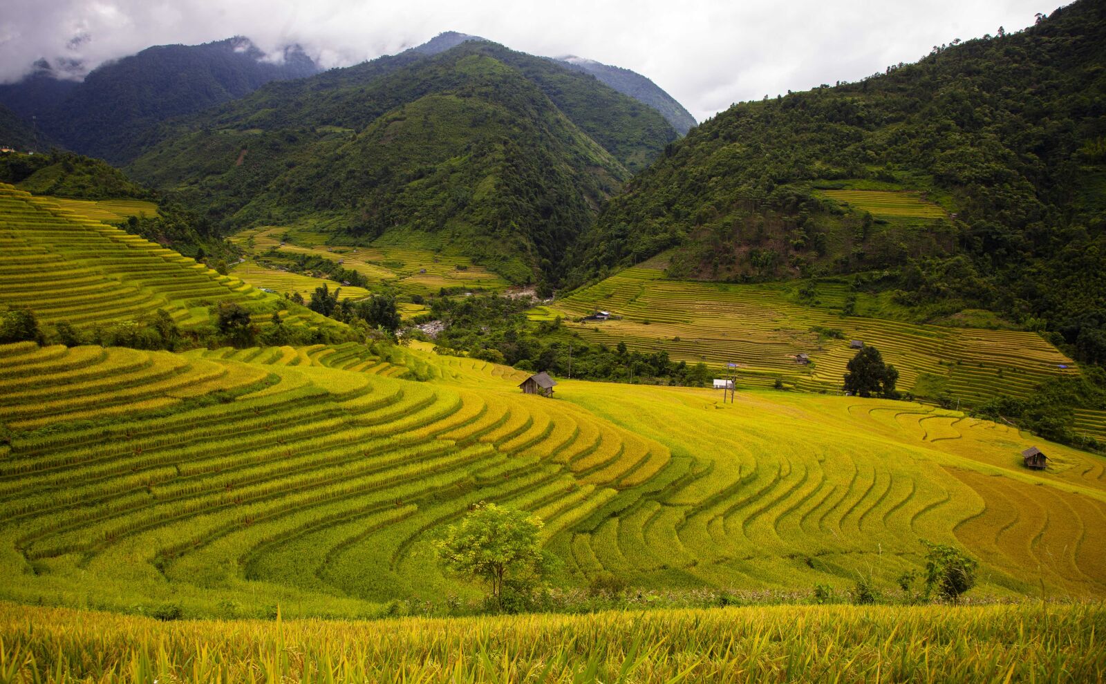 Canon EOS 5D Mark II sample photo. Rice field, landscape, rice photography