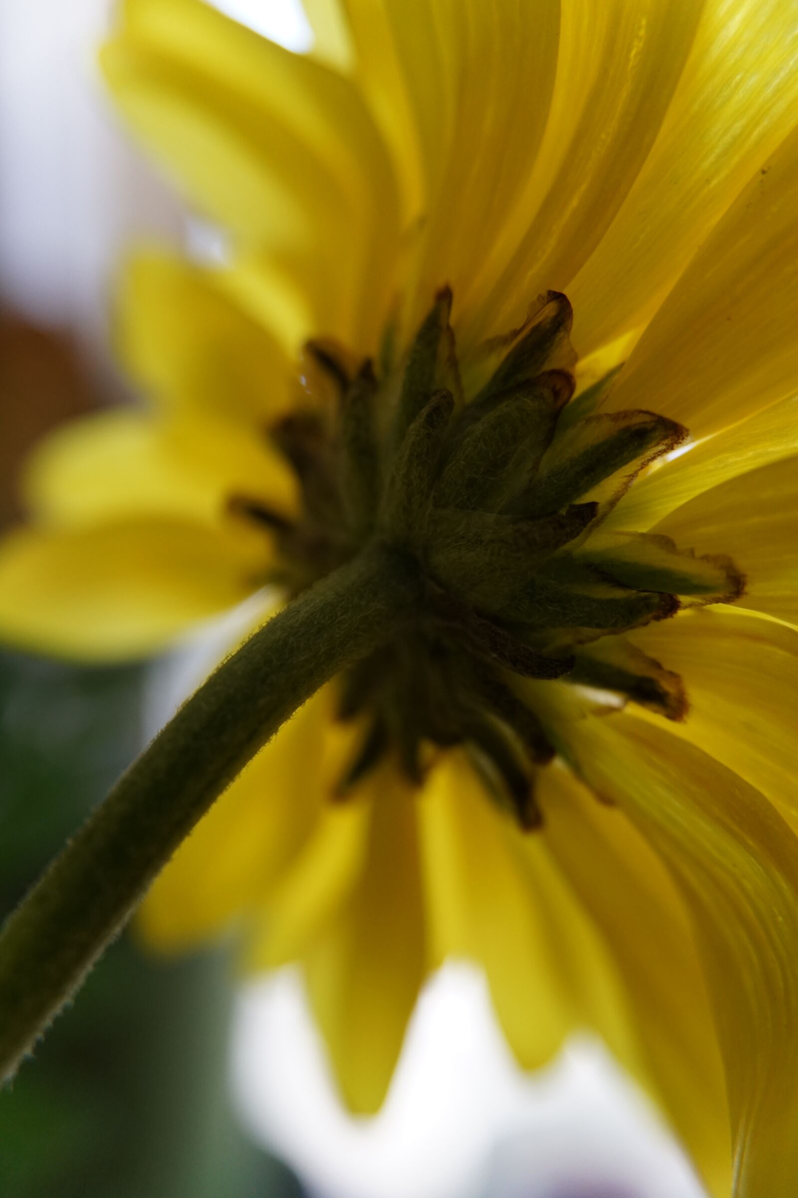 Sony E 16-50mm F3.5-5.6 PZ OSS sample photo. Floral, behind, hidden photography