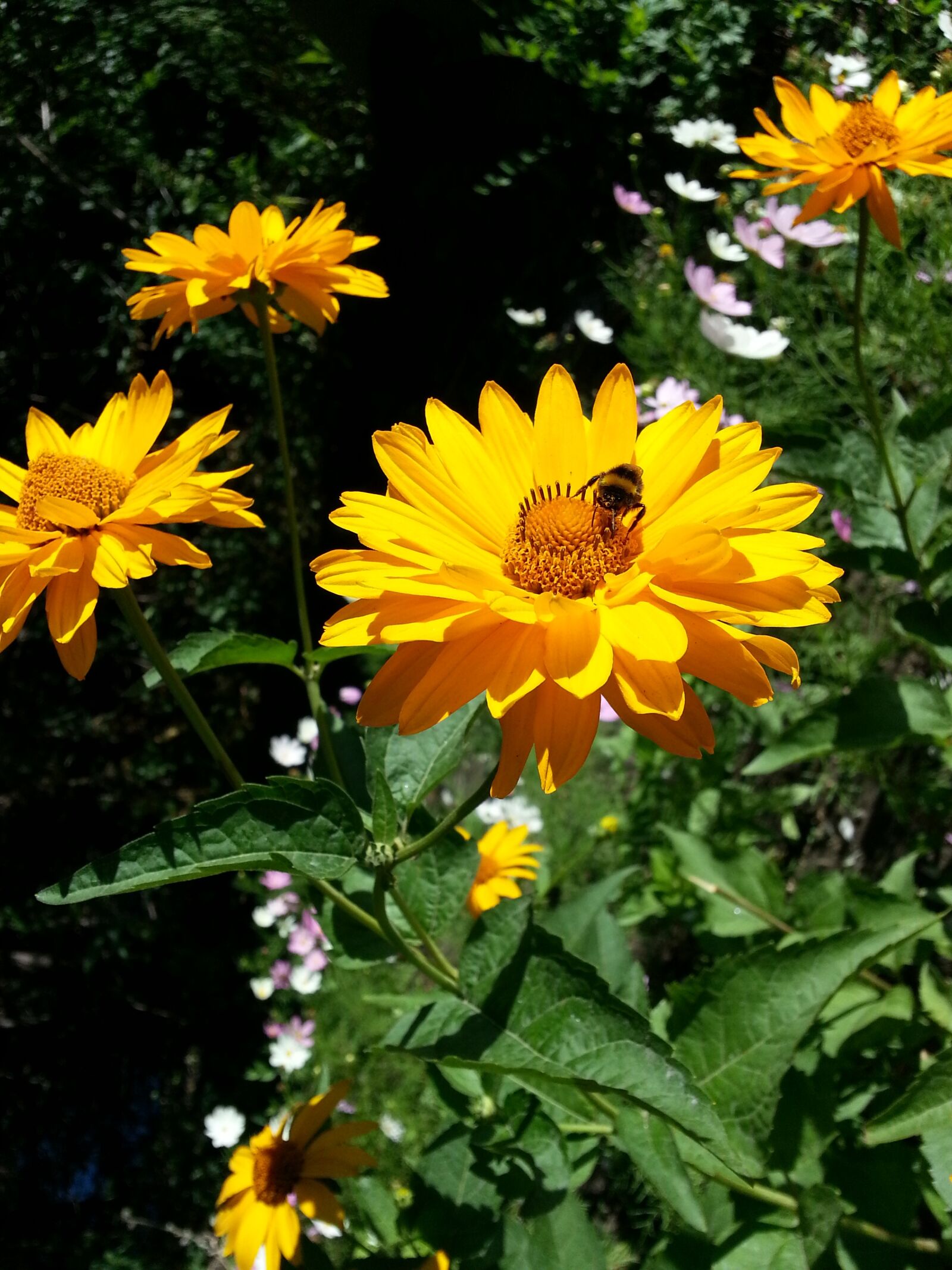 Samsung Galaxy S3 sample photo. Flowers, bee, sunny photography