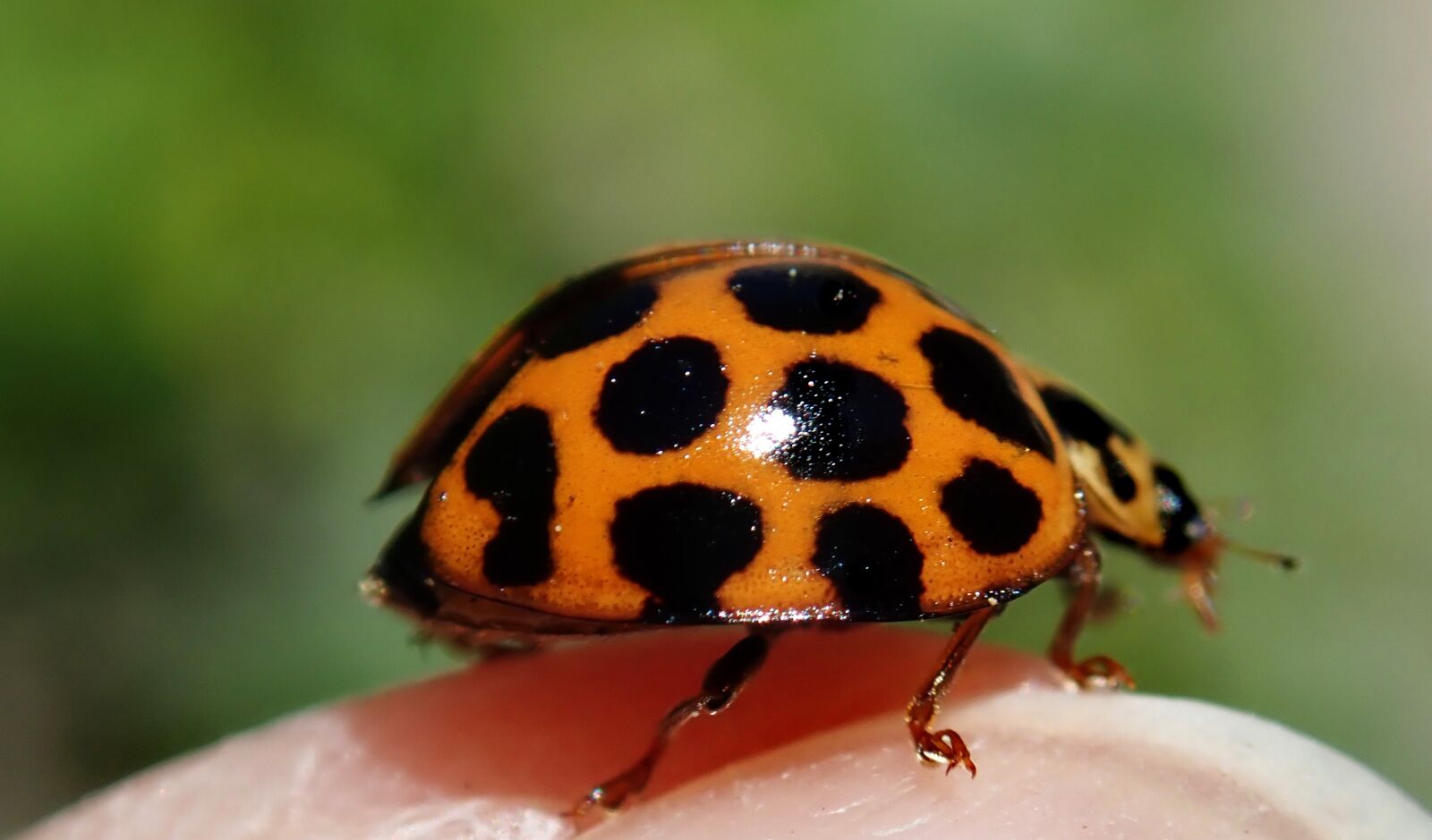 Olympus TG-5 sample photo. Ladybird, insect, nature photography