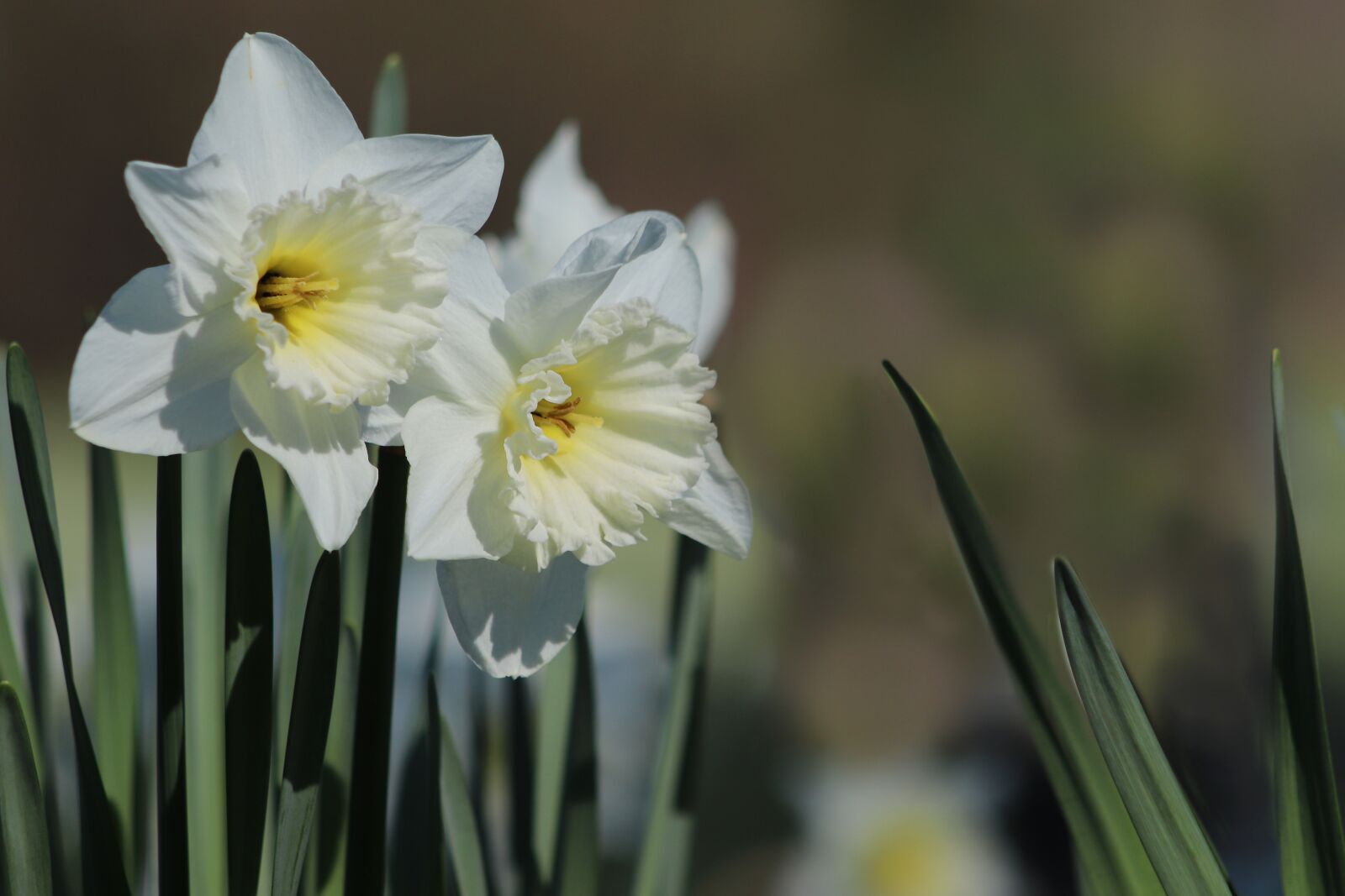 Canon EOS 77D (EOS 9000D / EOS 770D) sample photo. Daffodils, osterglocken, white photography