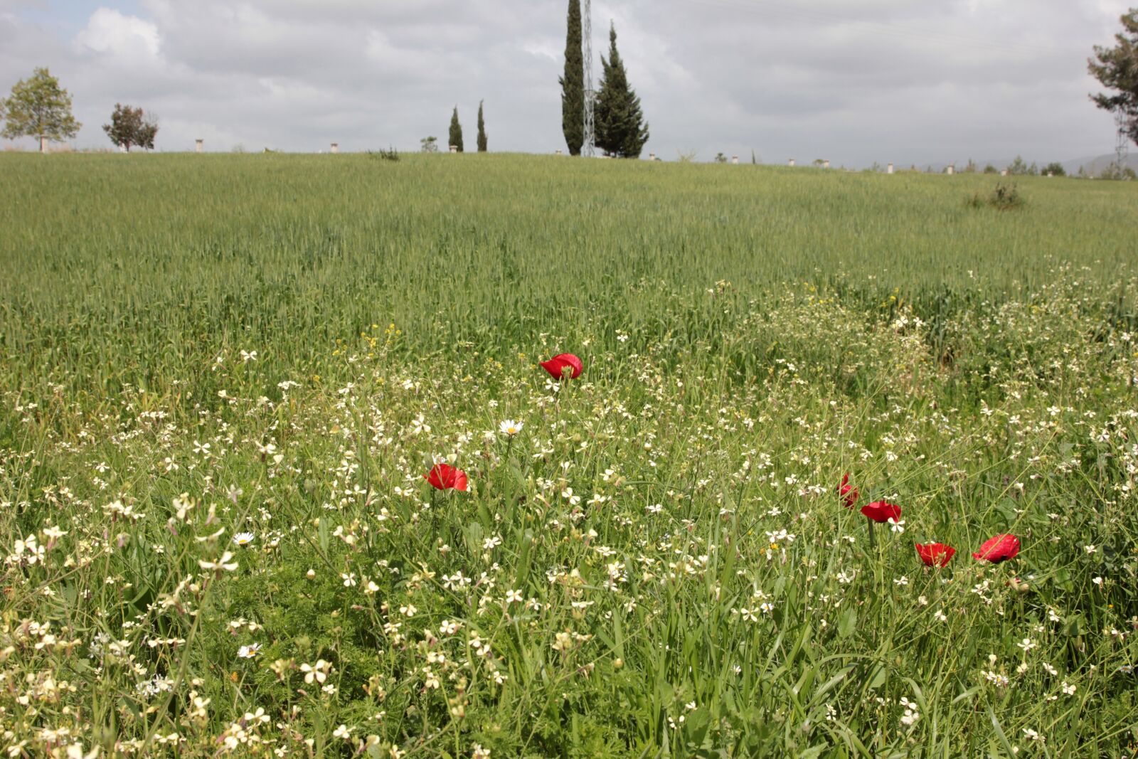 Canon EF 24-70mm F2.8L II USM sample photo. Poppies, poppy, papaver rhoeas photography