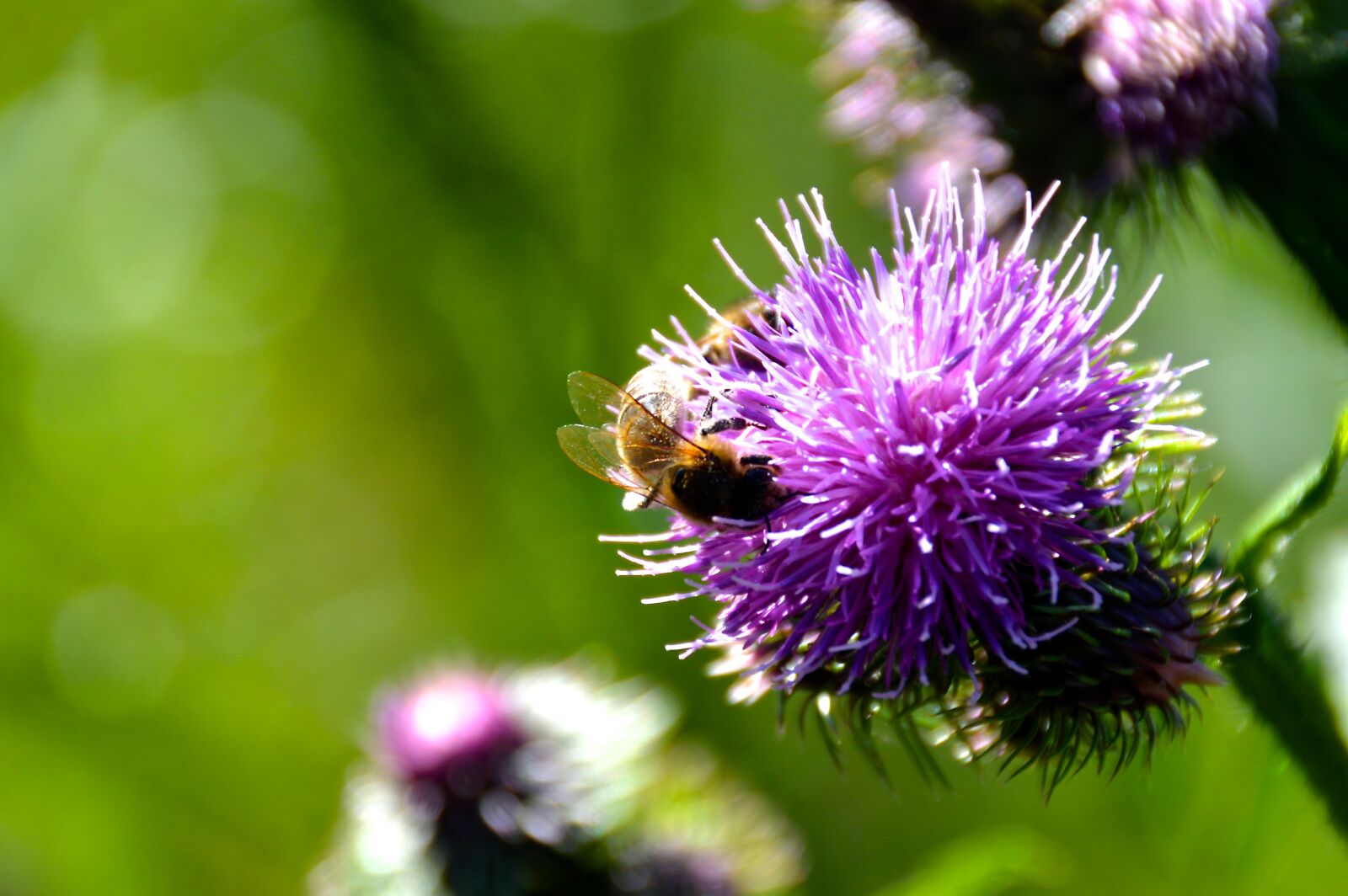 Nikon D3200 sample photo. Bee, thistle, summer photography