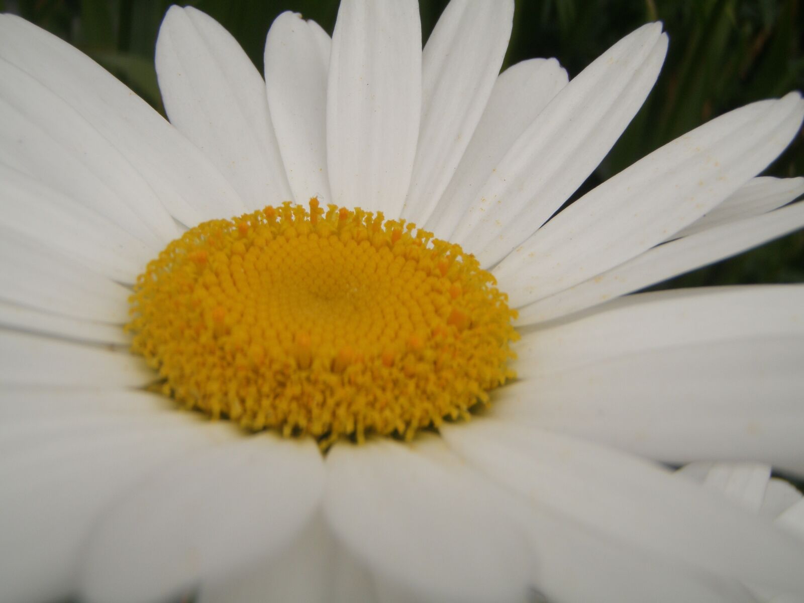 Olympus u1050SW,S1050SW sample photo. Daisy, flower, blossom photography