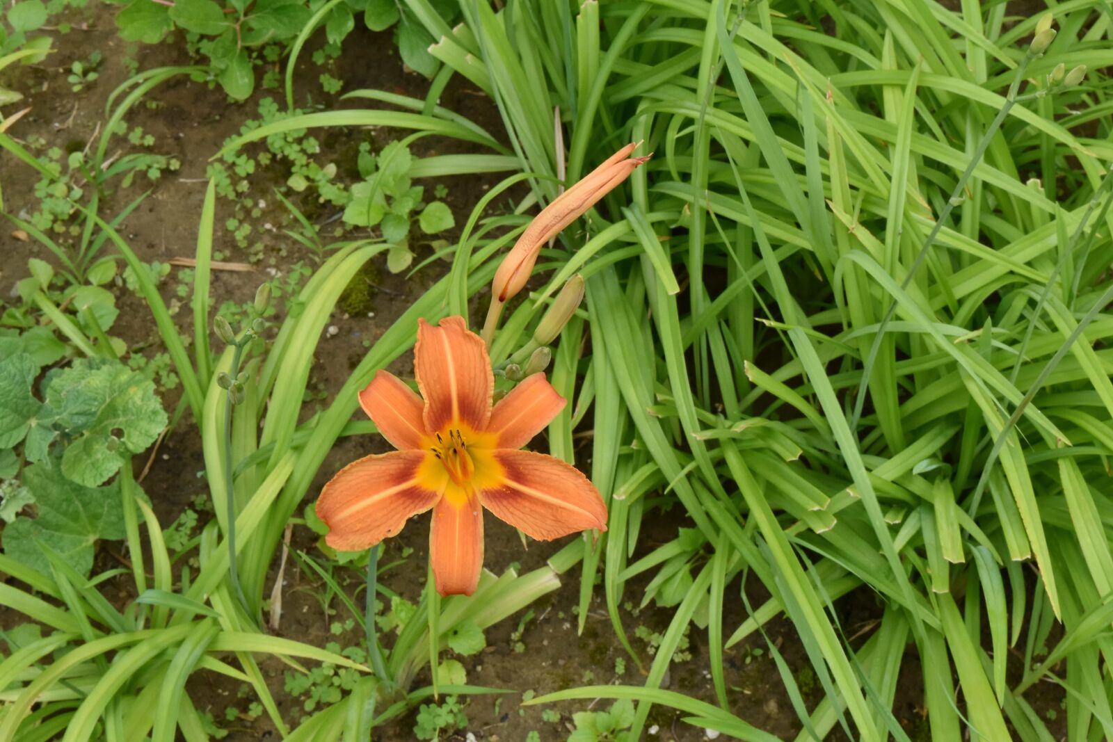 Nikon D5500 sample photo. Beautiful flowers, flower bud photography