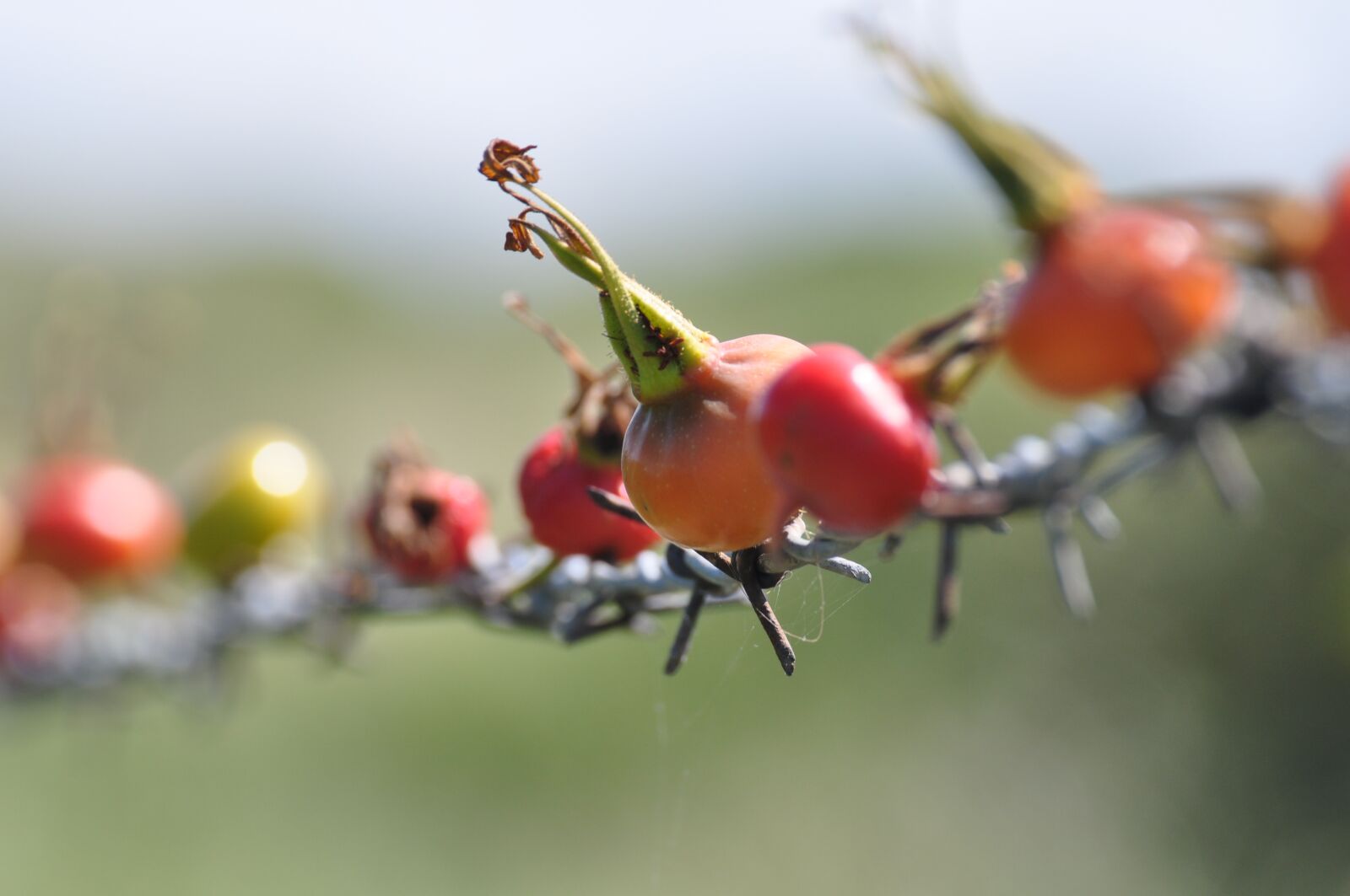 Nikon D5000 sample photo. Rose hip, series, cord photography