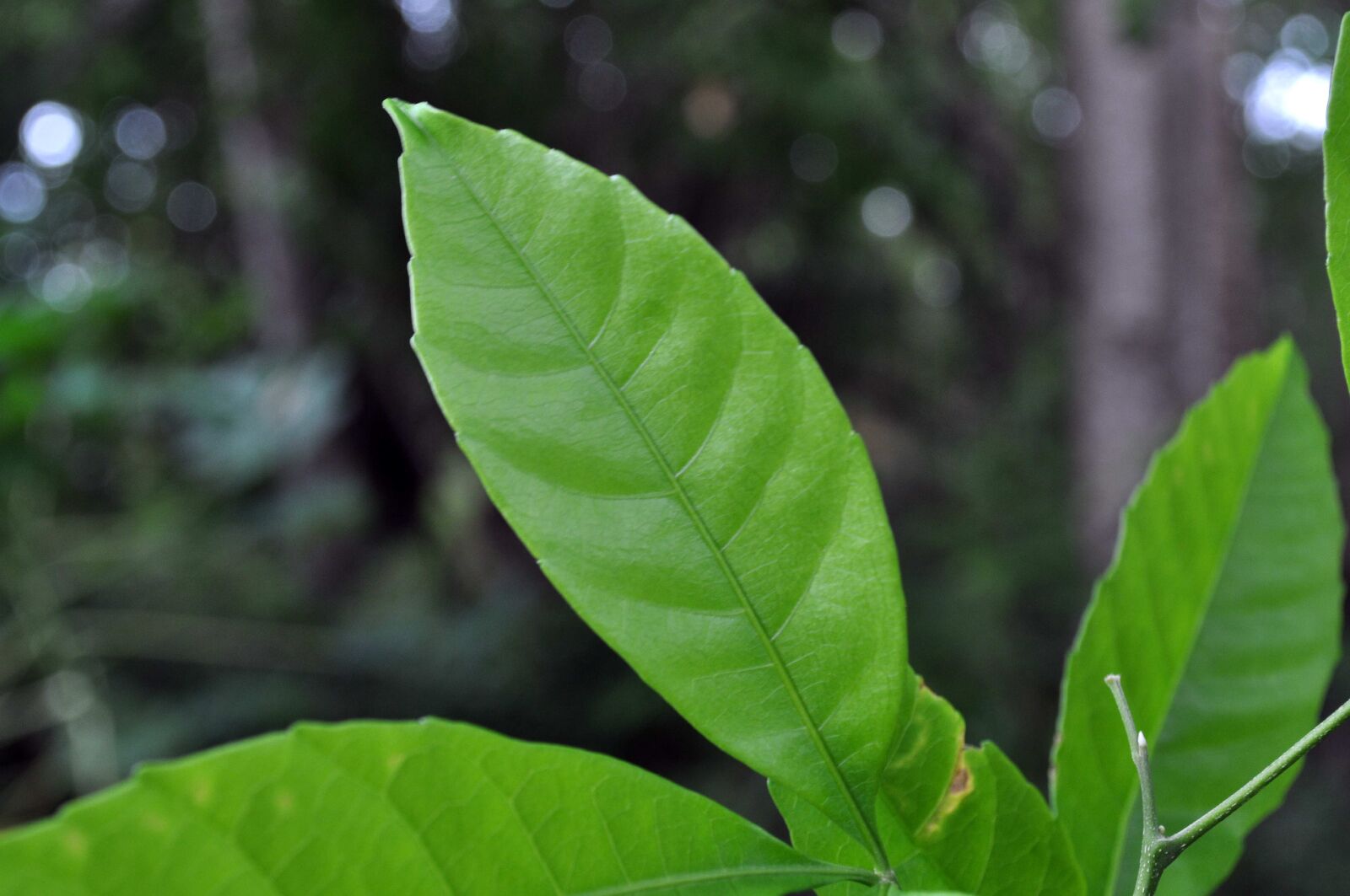 Nikon D5000 sample photo. Three, big, green leafs photography