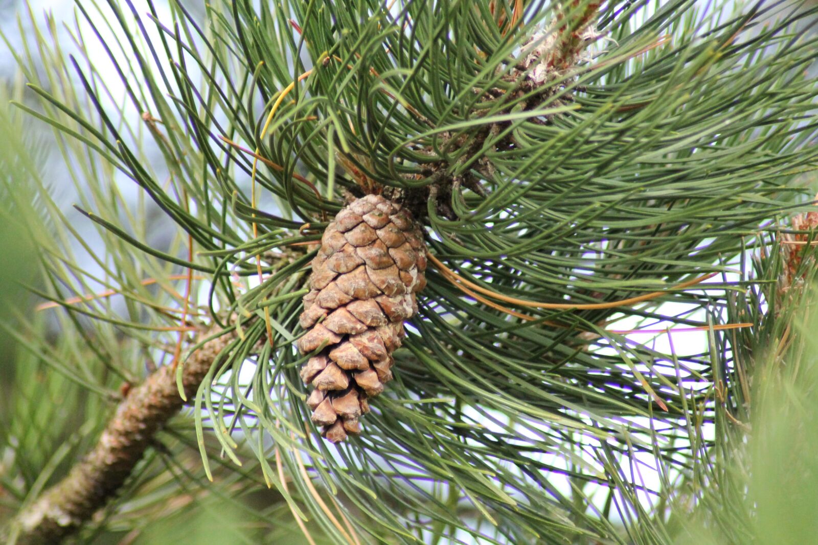 Canon EOS 1100D (EOS Rebel T3 / EOS Kiss X50) sample photo. Pinecone, fir, tree photography