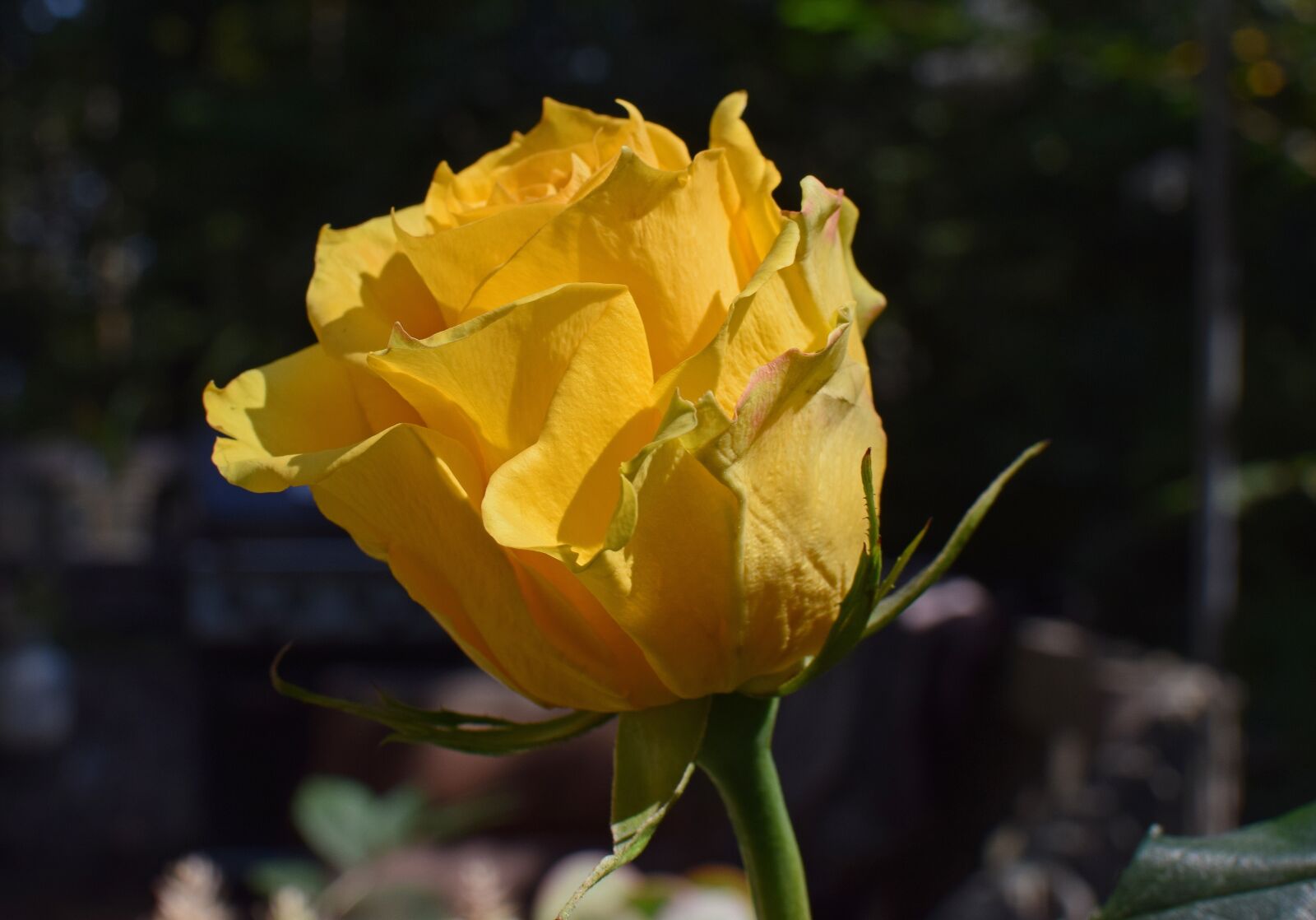 Nikon D3300 sample photo. Yellow-orange rose, rose, flower photography
