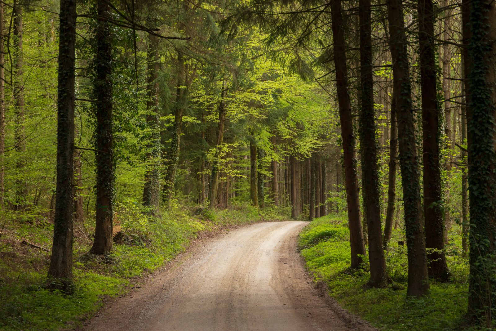 Canon EOS 6D Mark II sample photo. Away, forest, path photography