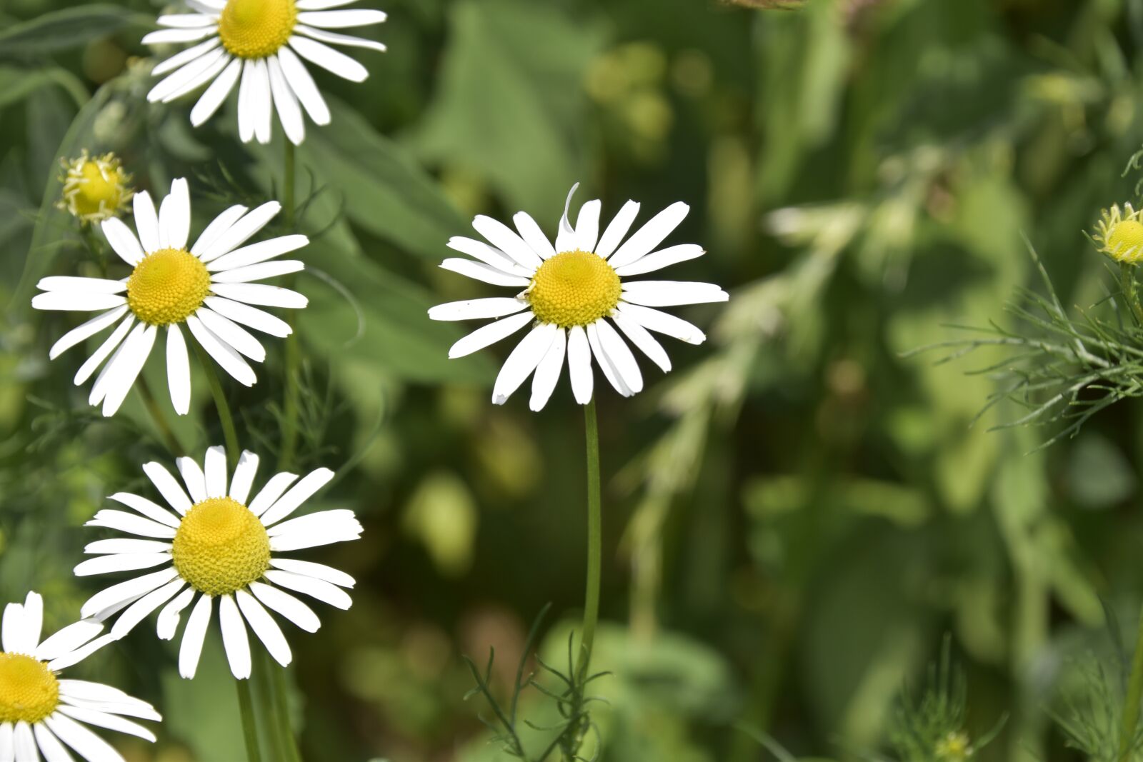 Nikon D5600 sample photo. Flowers, flowers daisies, plants photography