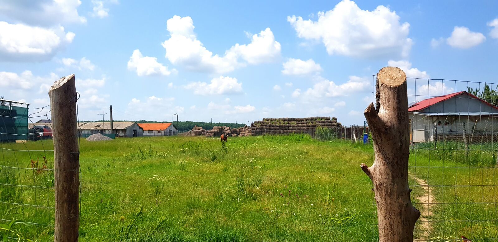 Samsung Galaxy S8+ sample photo. Horse, animal, landscape photography