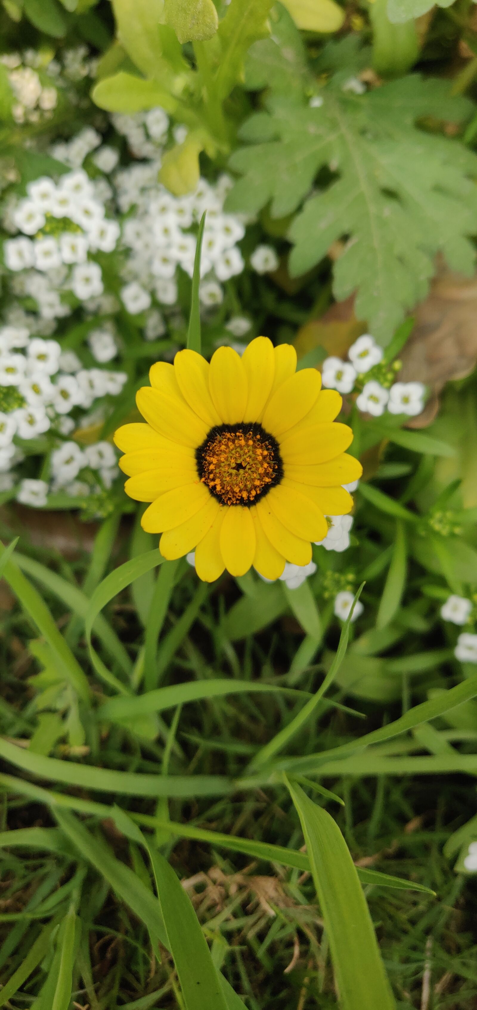 OnePlus A6000 sample photo. Yellow flowers, flowers, spring photography