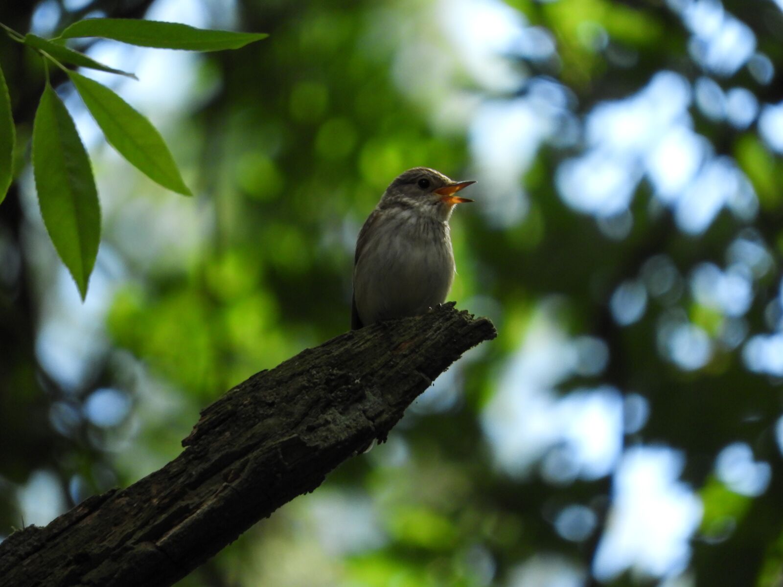 Nikon Coolpix B700 sample photo. Bird, nature, sing photography