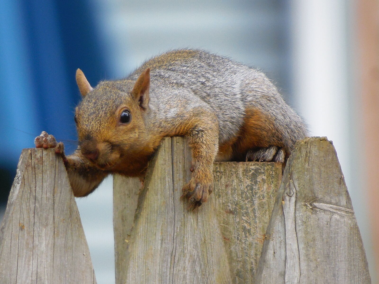 Samsung WB2200F sample photo. Fence, grey, squirrel, nature photography