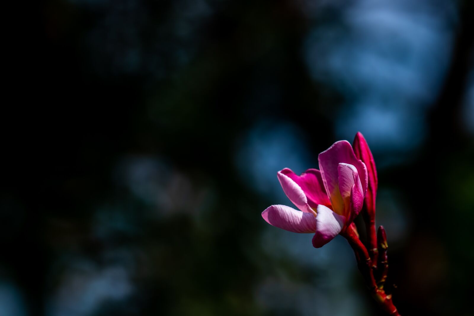 Canon EF 100mm F2.8L Macro IS USM sample photo. Plumeria, pink frangipani, flower photography