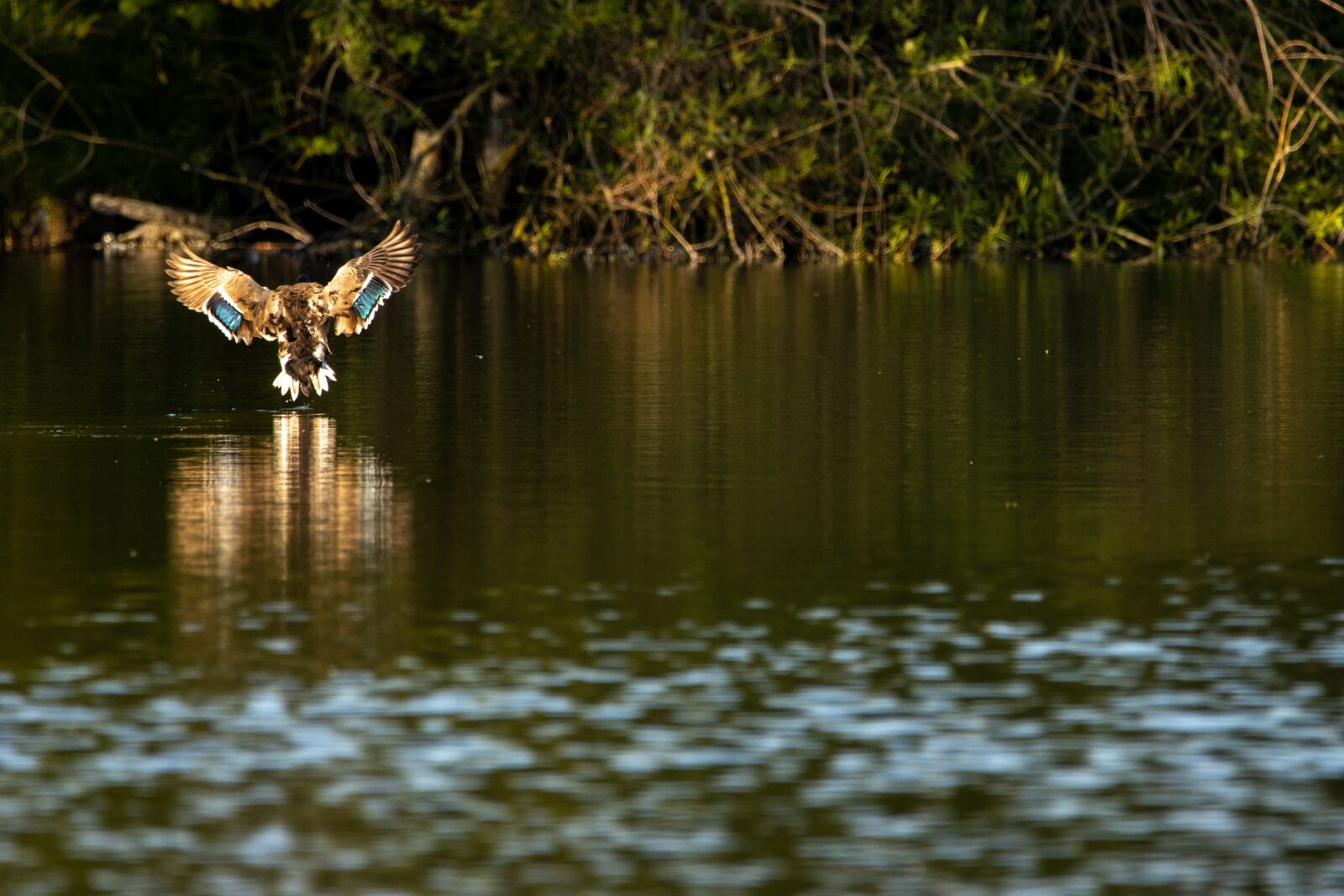 150-600mm F5-6.3 DG OS HSM | Contemporary 015 sample photo. Lake, duck, landing photography