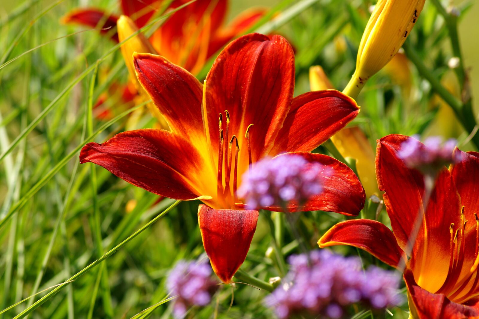 Sony SLT-A58 sample photo. Lily, flower, plant photography