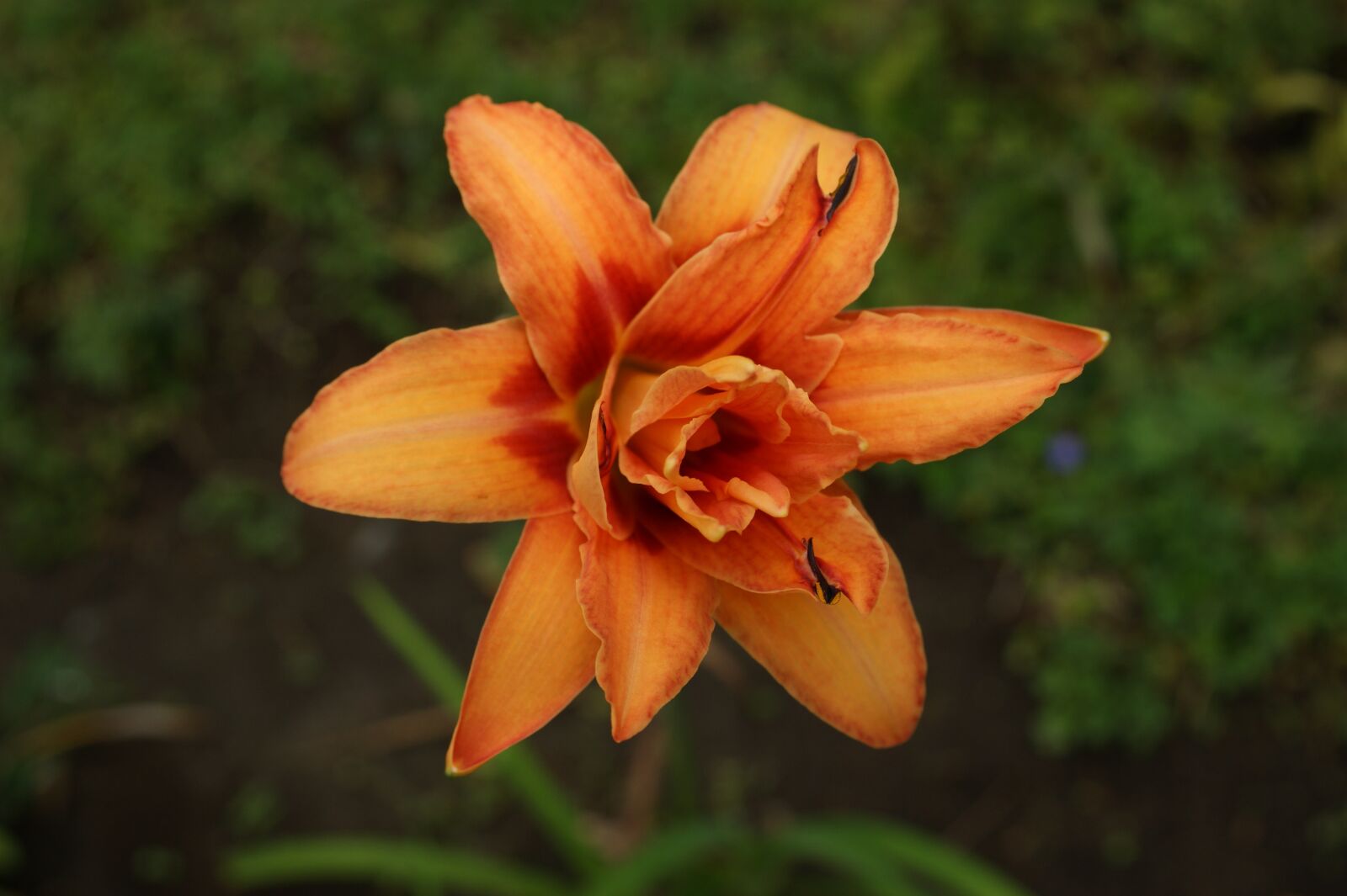 Sony Alpha DSLR-A390 sample photo. Nature, the, field photography