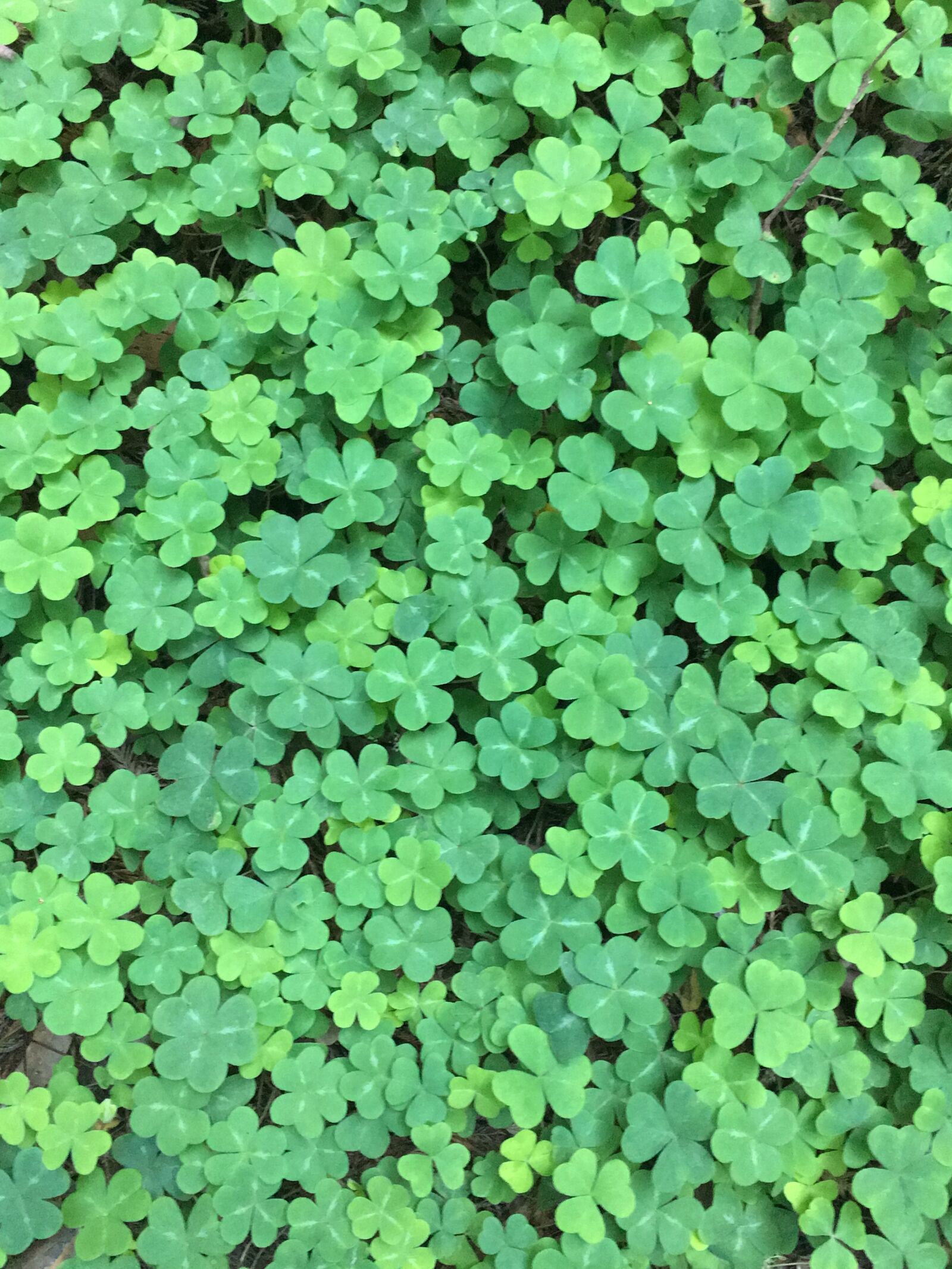 Apple iPhone 6s sample photo. Clover, green, nature photography