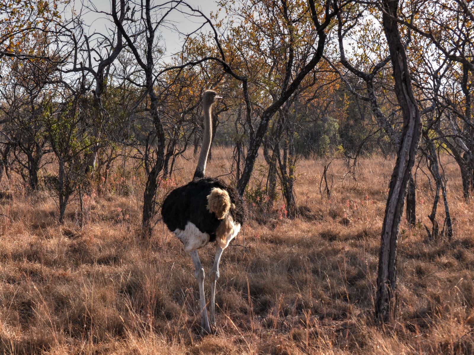 Nikon D3100 sample photo. Ostrich, wild life, safari photography