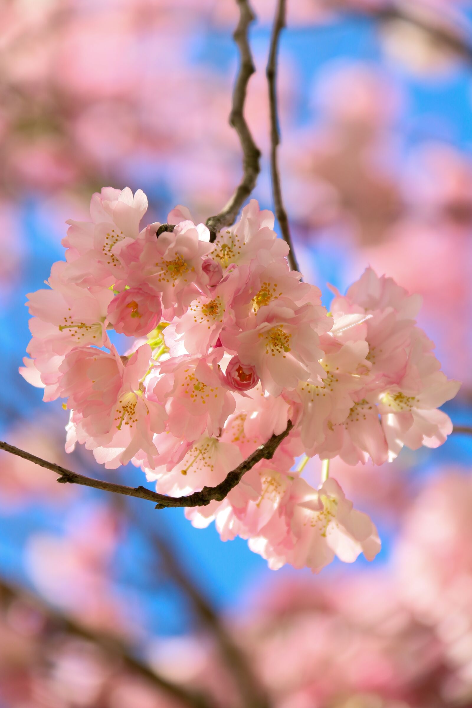 Canon EOS 70D sample photo. Tree-in-flowers, spring, tree photography