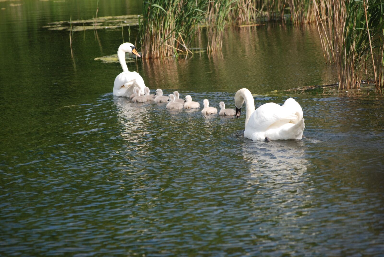 Nikon D80 sample photo. Swan, swans, white swan photography