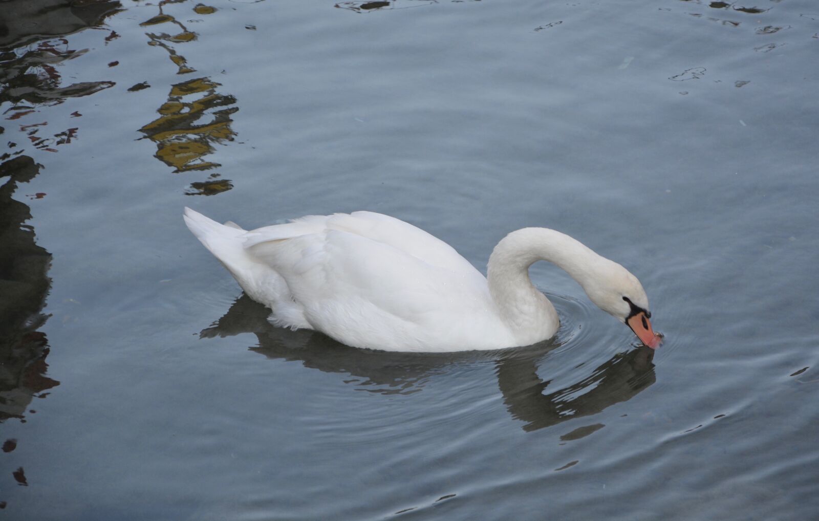 Nikon D5200 sample photo. Swan, big bird water photography