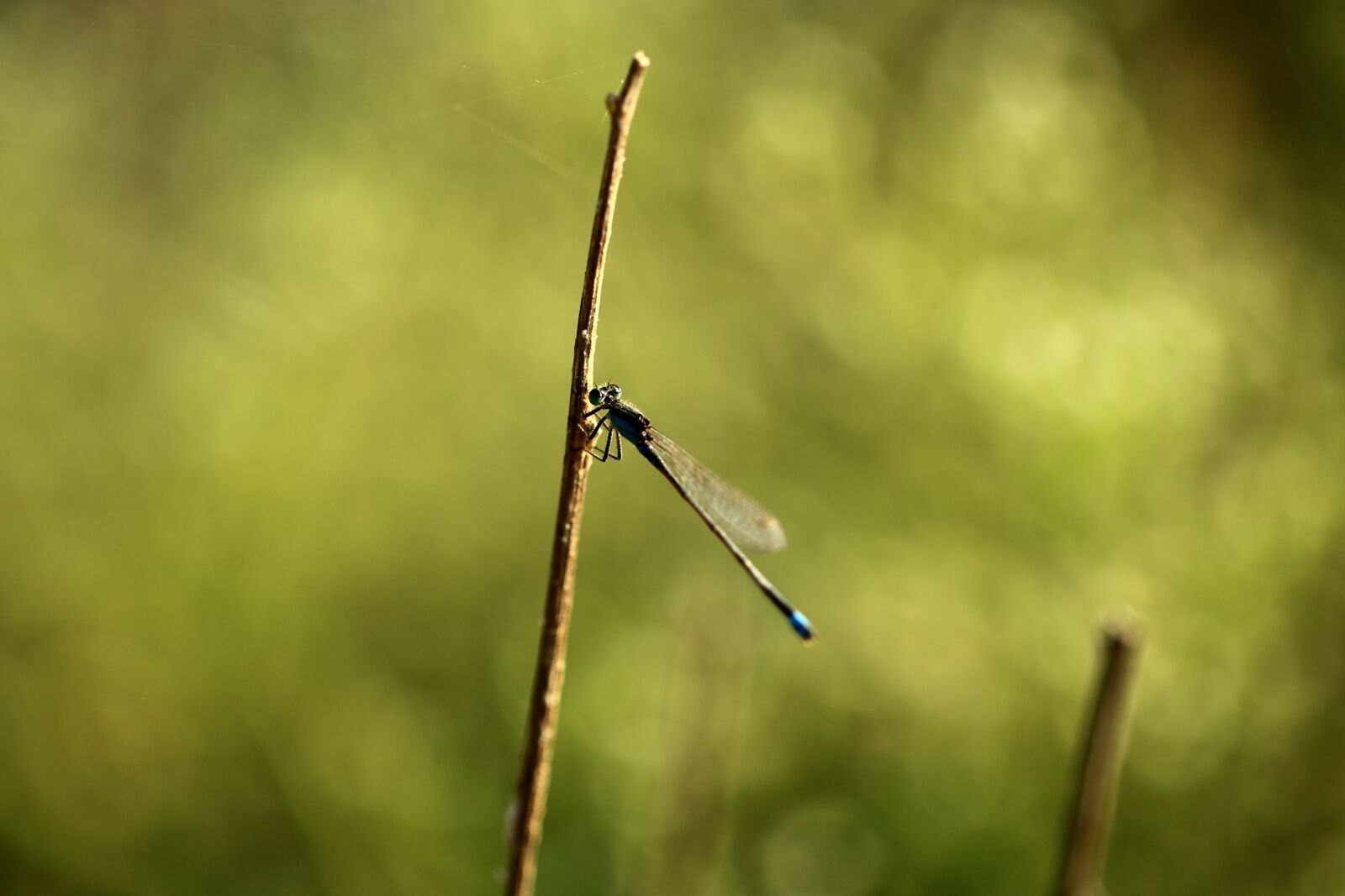 Canon EOS 5D Mark II sample photo. Damselfly, blue tailed damselfly photography