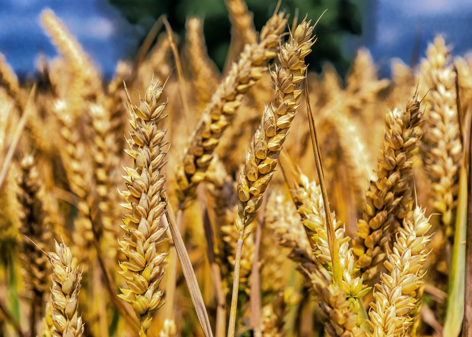 Nikon D3300 sample photo. Wheat, grain, cereals photography
