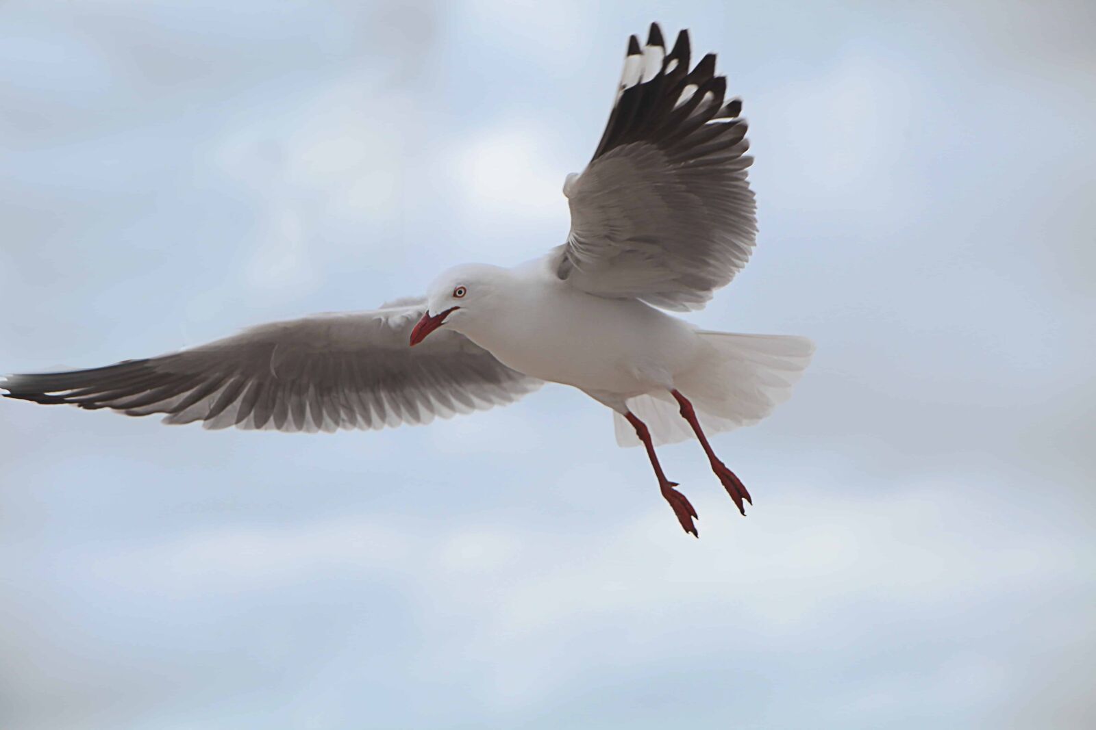 Canon EF 70-200mm F2.8L IS USM sample photo. Seagull, flight, nature, bird photography